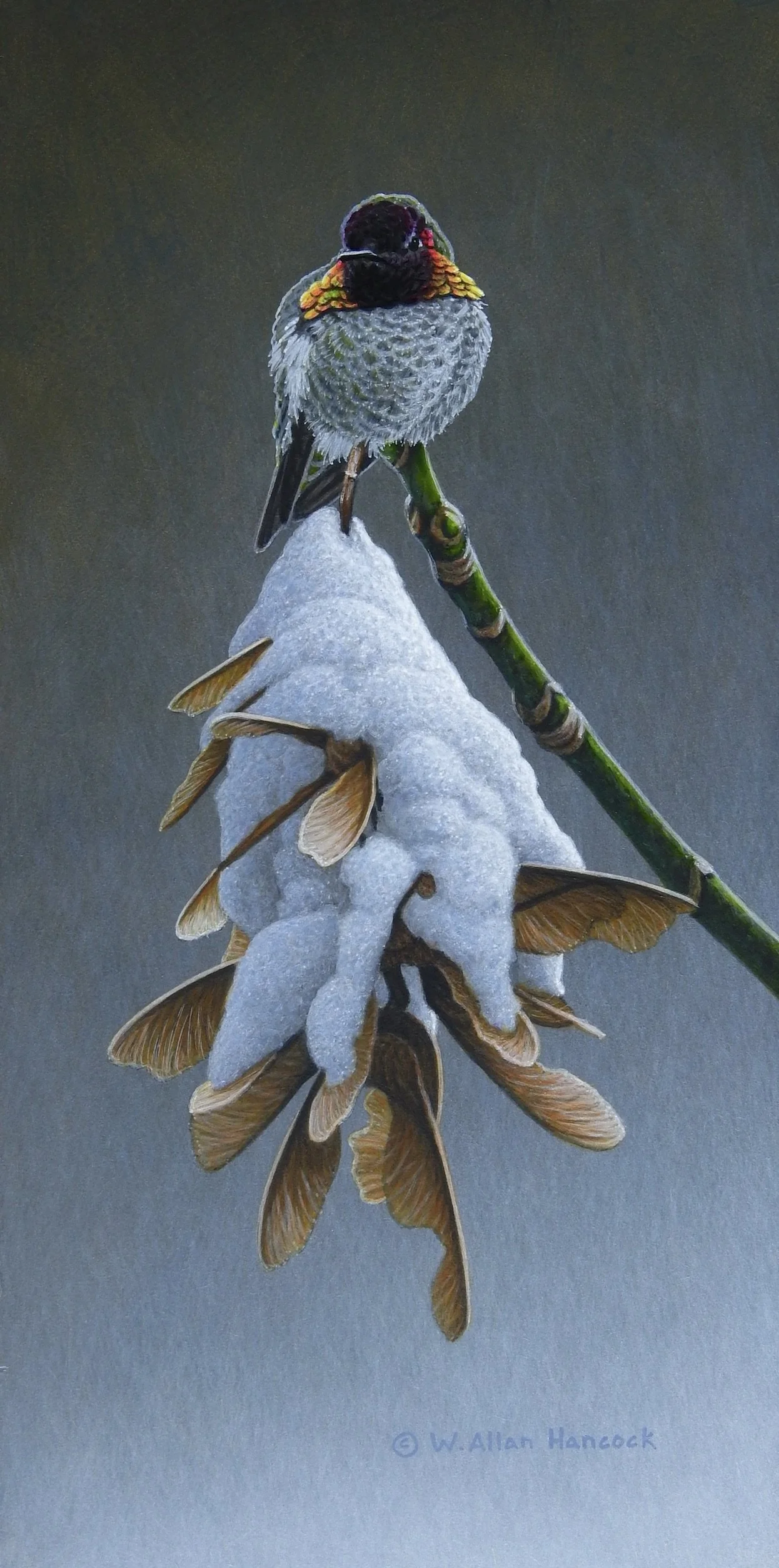 WINTER MAPLE - ANNA'S HUMMINGBIRD