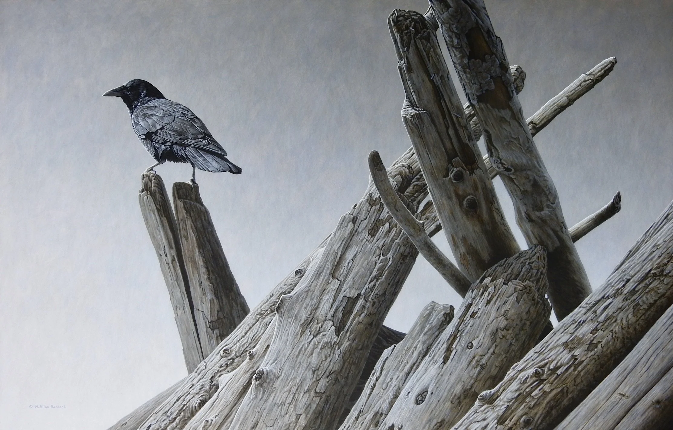 FORT CORVUS - NORTHWESTERN CROW