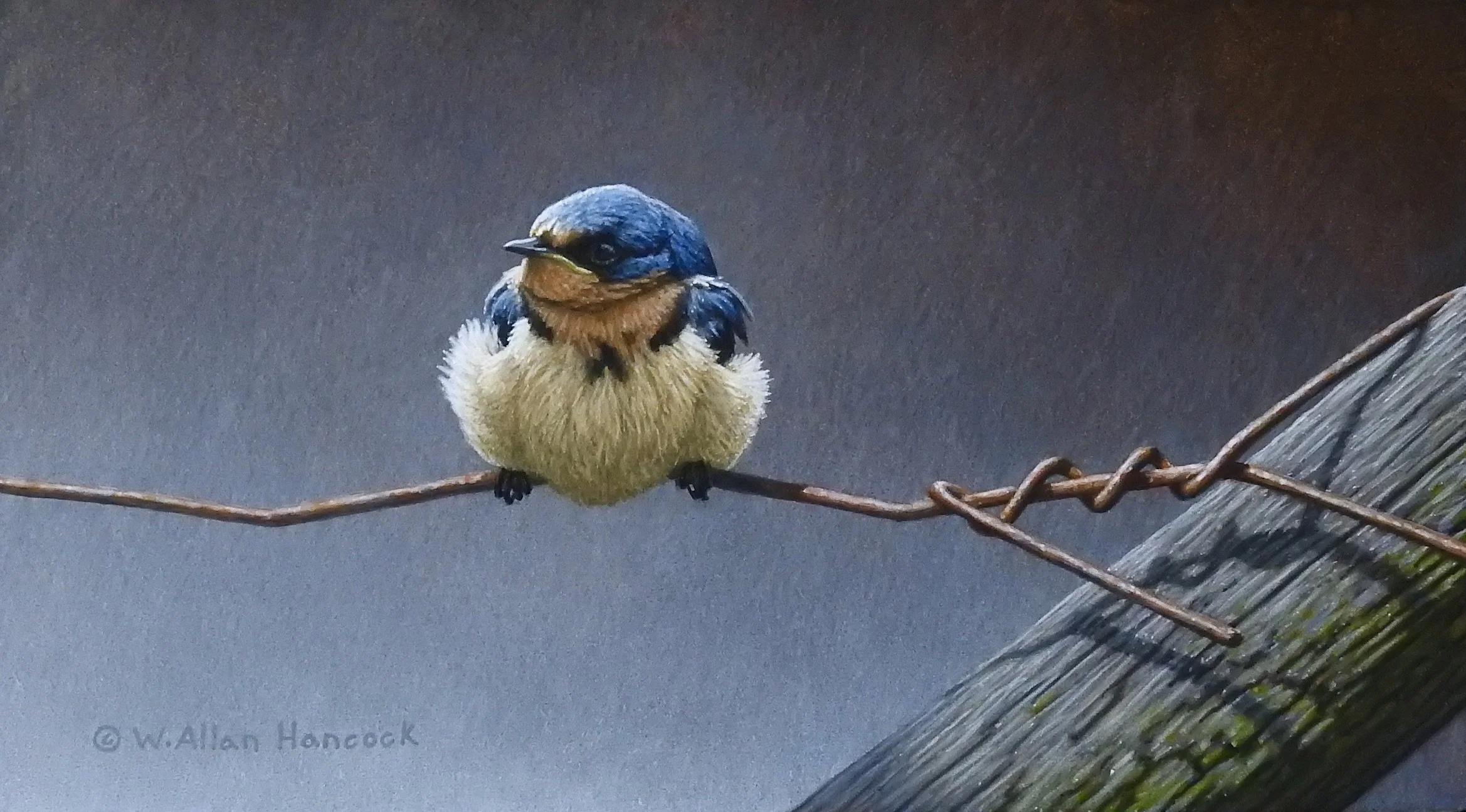 ON THE UP - YOUNG BARN SWALLOW