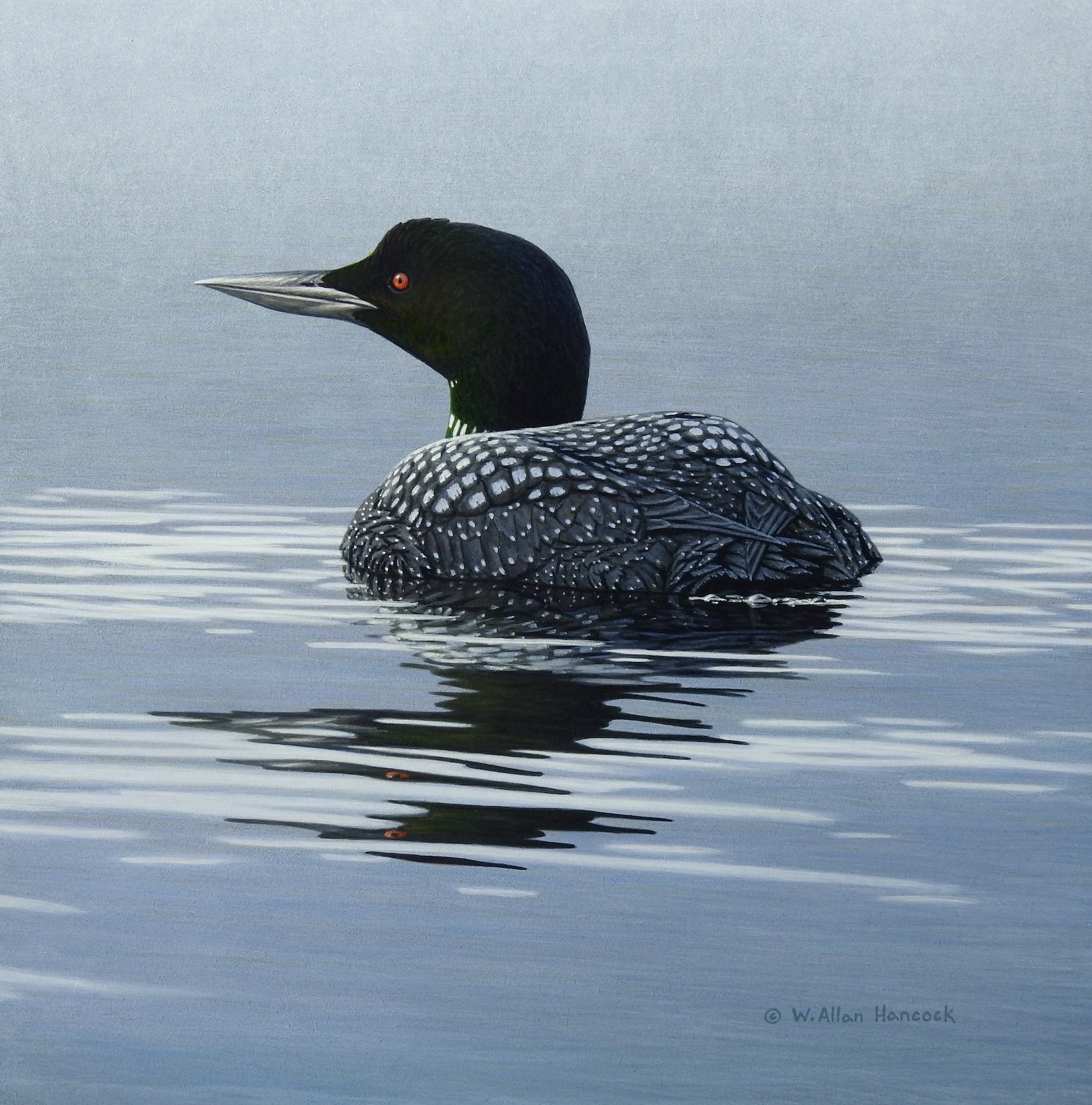 MORNING CALM - COMMON LOON