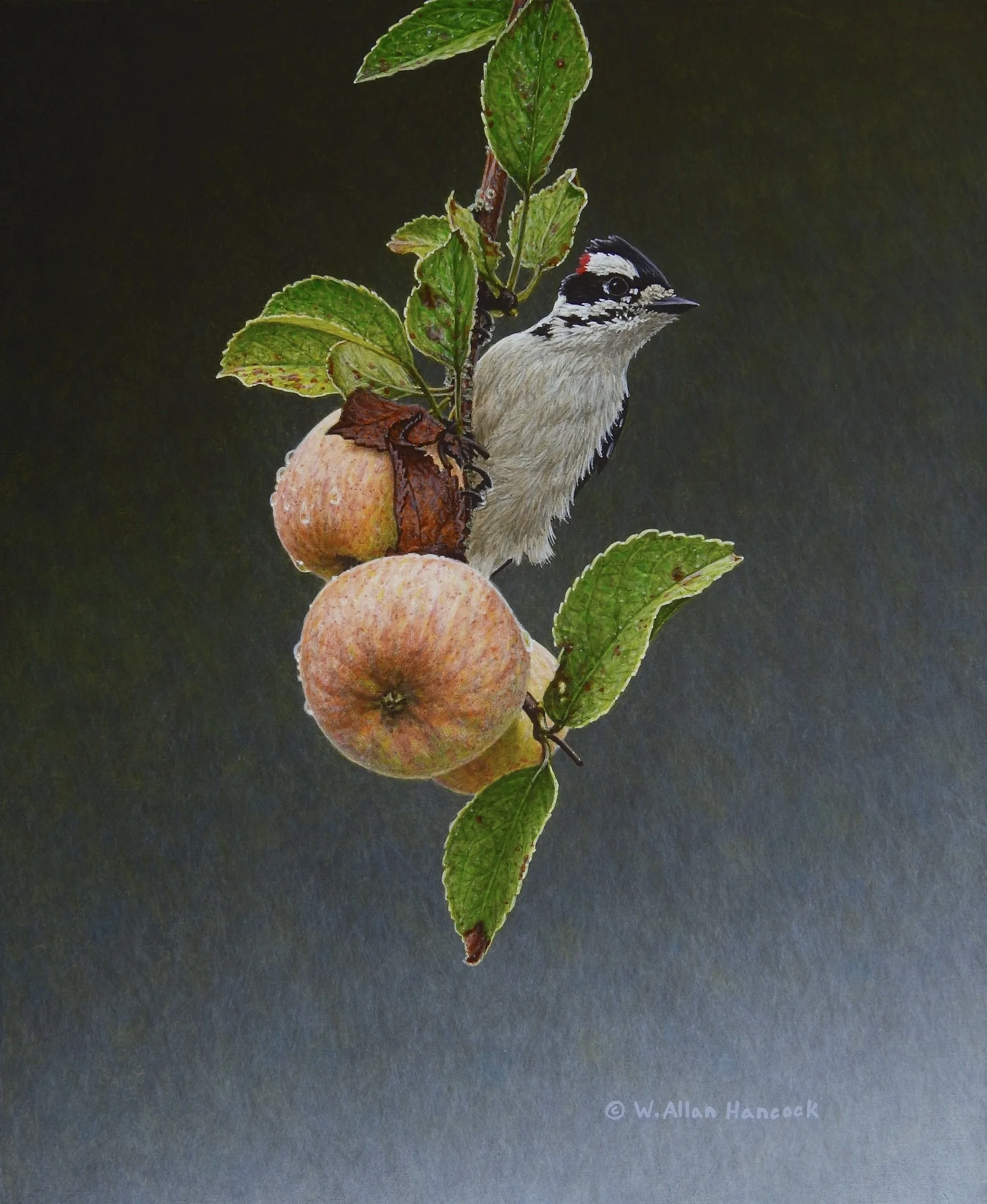 DRESSED FOR FALL - DOWNY WOODPECKER