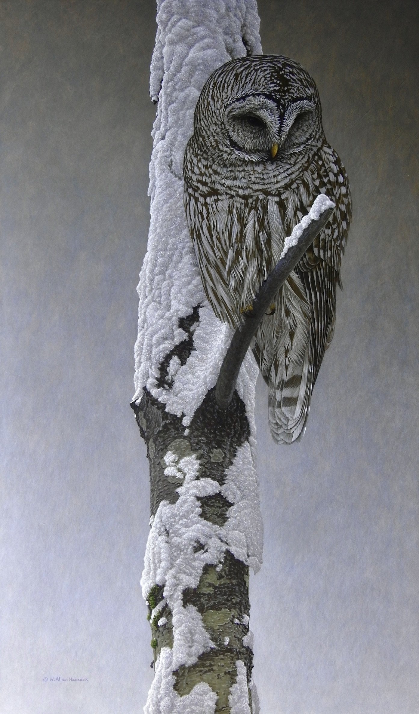 WINTER WAIT - BARRED OWL