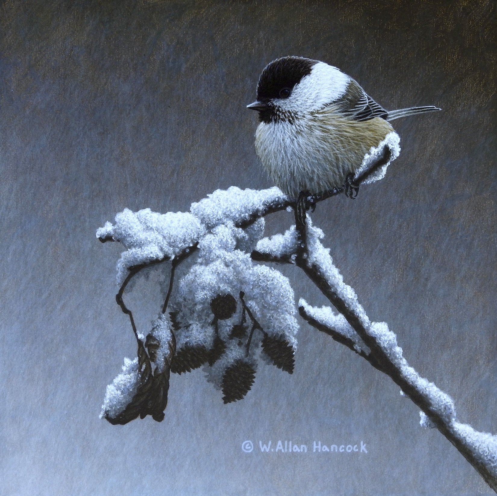 WINTER CHILL - BLACK-CAPPED CHICKADEE
