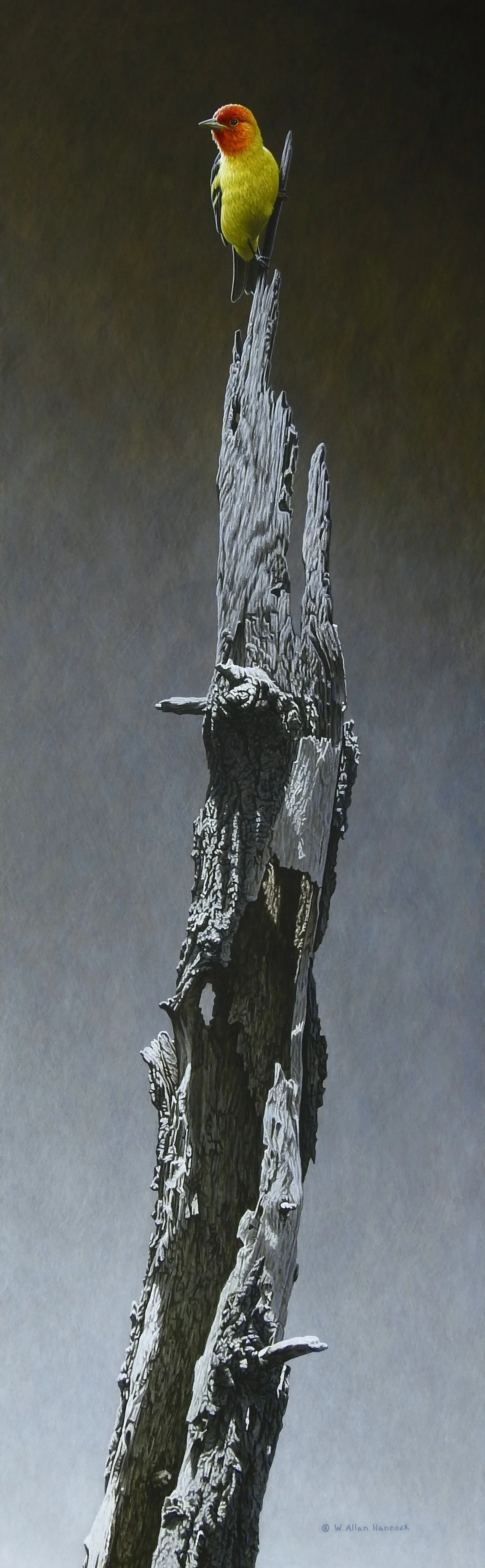 LIT - WESTERN TANAGER