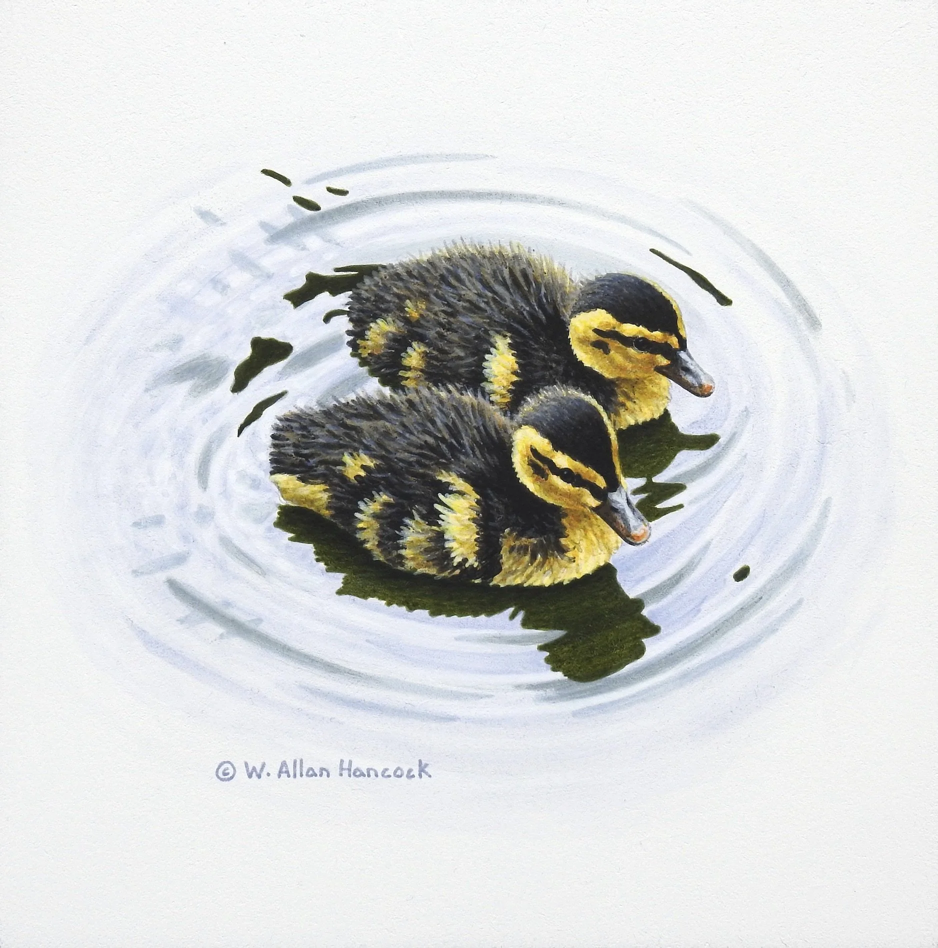 MALLARD DUCKLINGS