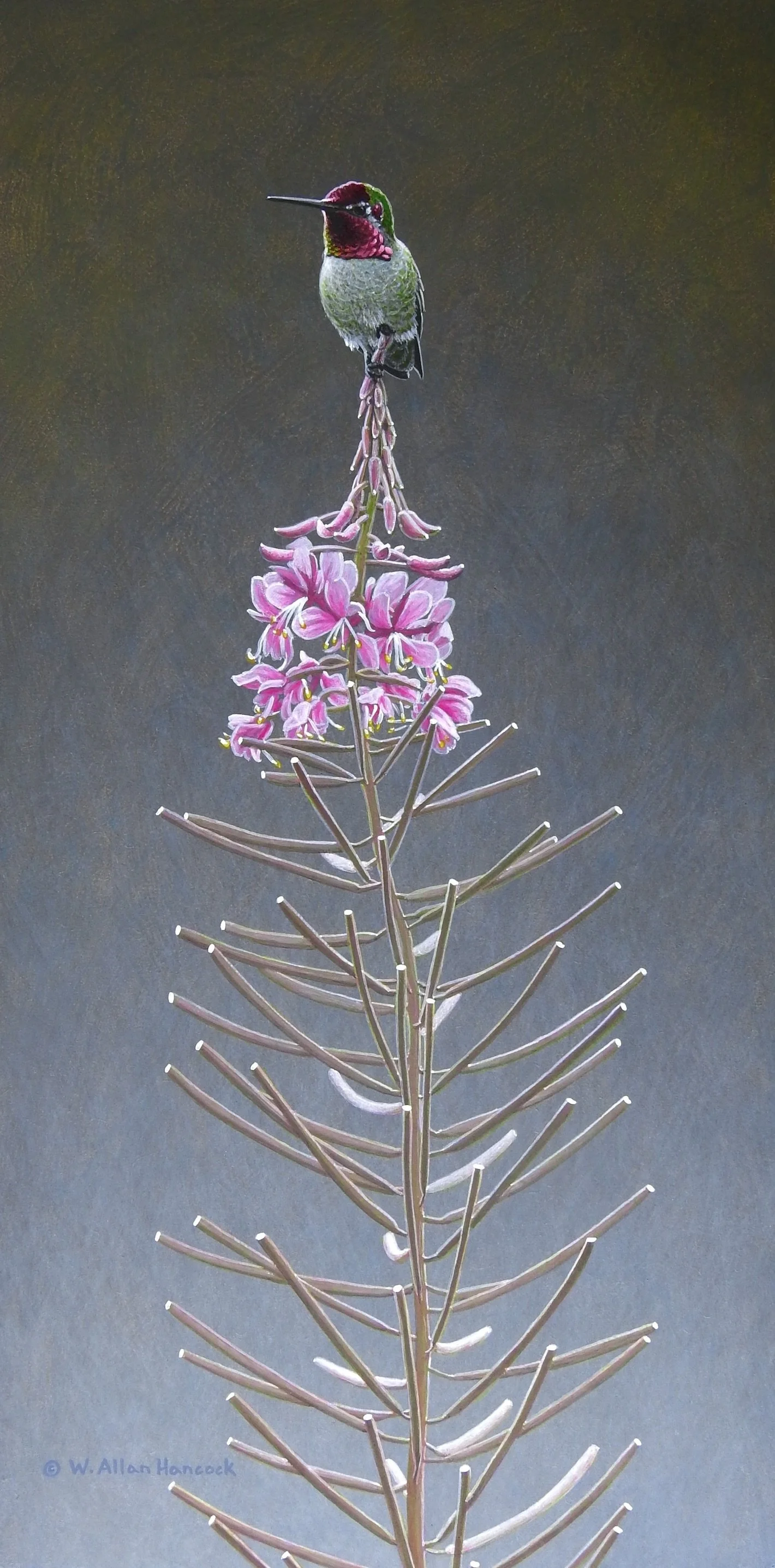 TOPPING IT OFF - ANNA'S HUMMINGBIRD