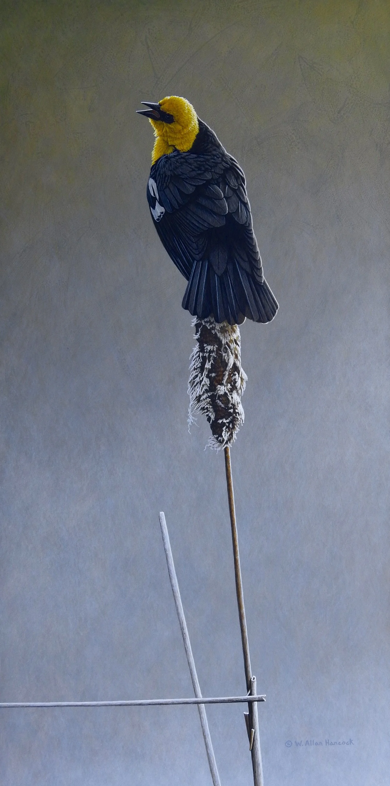 MARSH MELODY - YELLOW-HEADED BLACKBIRD