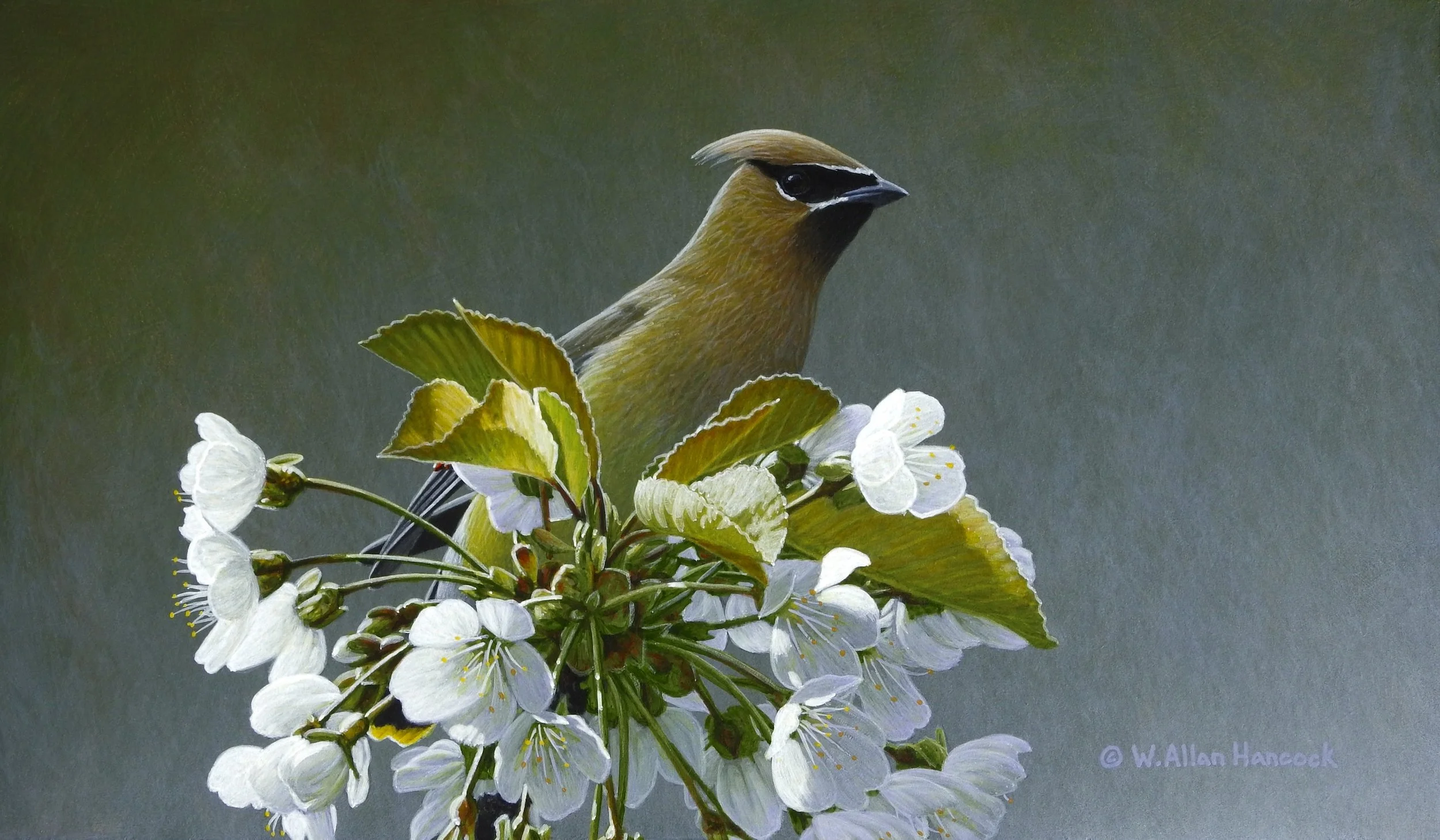 PEAK OF SPRING - CEDAR WAXWING