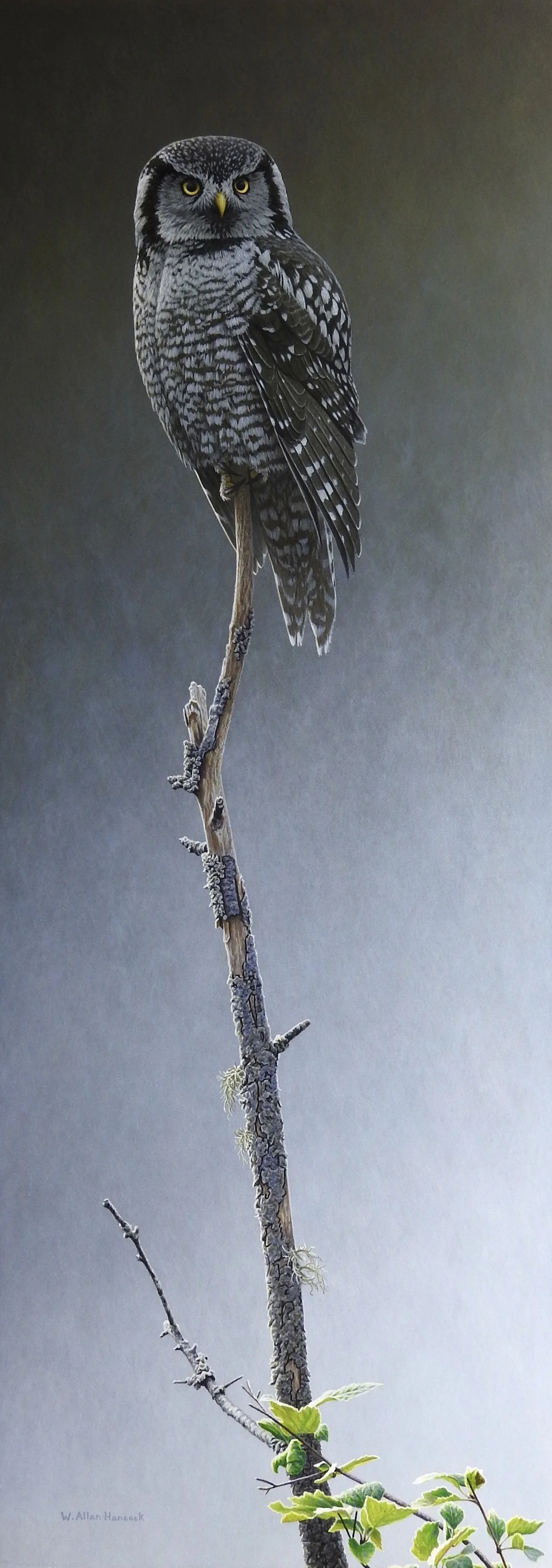 VIEWPOINT - NORTHERN HAWK OWL