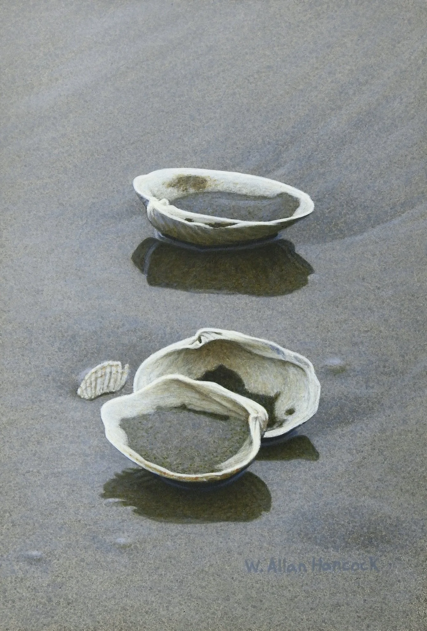 SHELLS & WET SAND STUDY