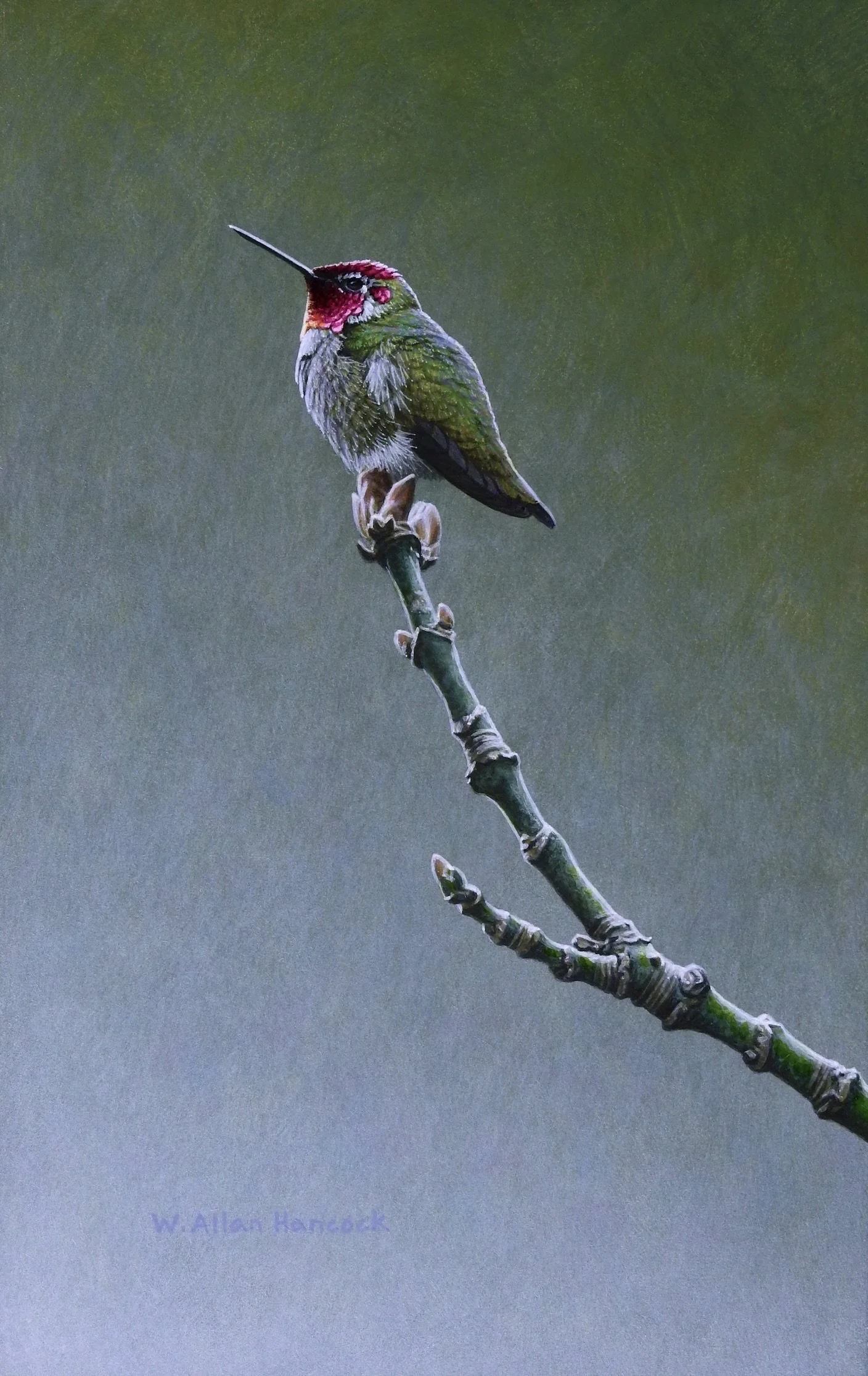 HOPES & DREAMS - ANNA'S HUMMINGBIRD