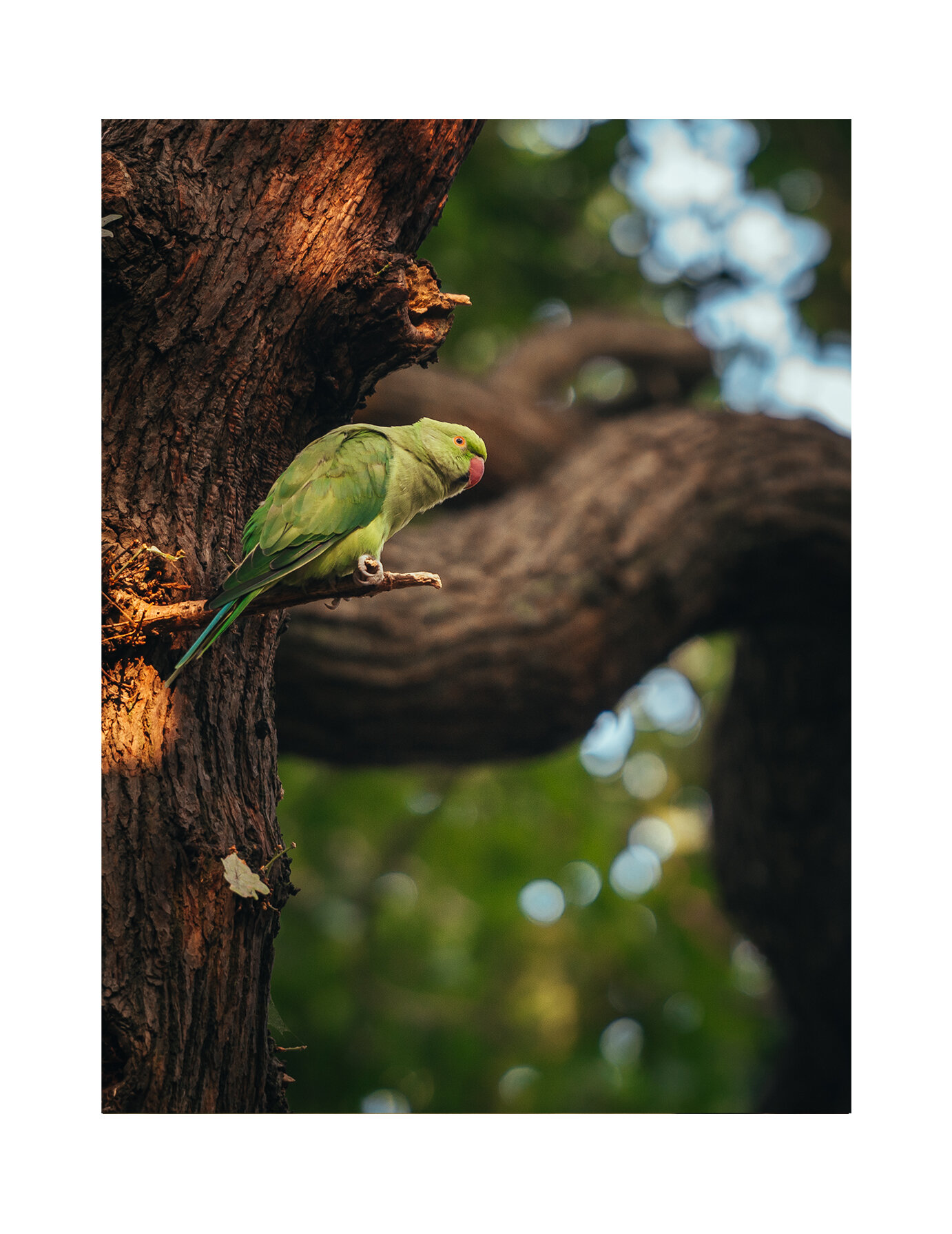 parakeet with border.jpg