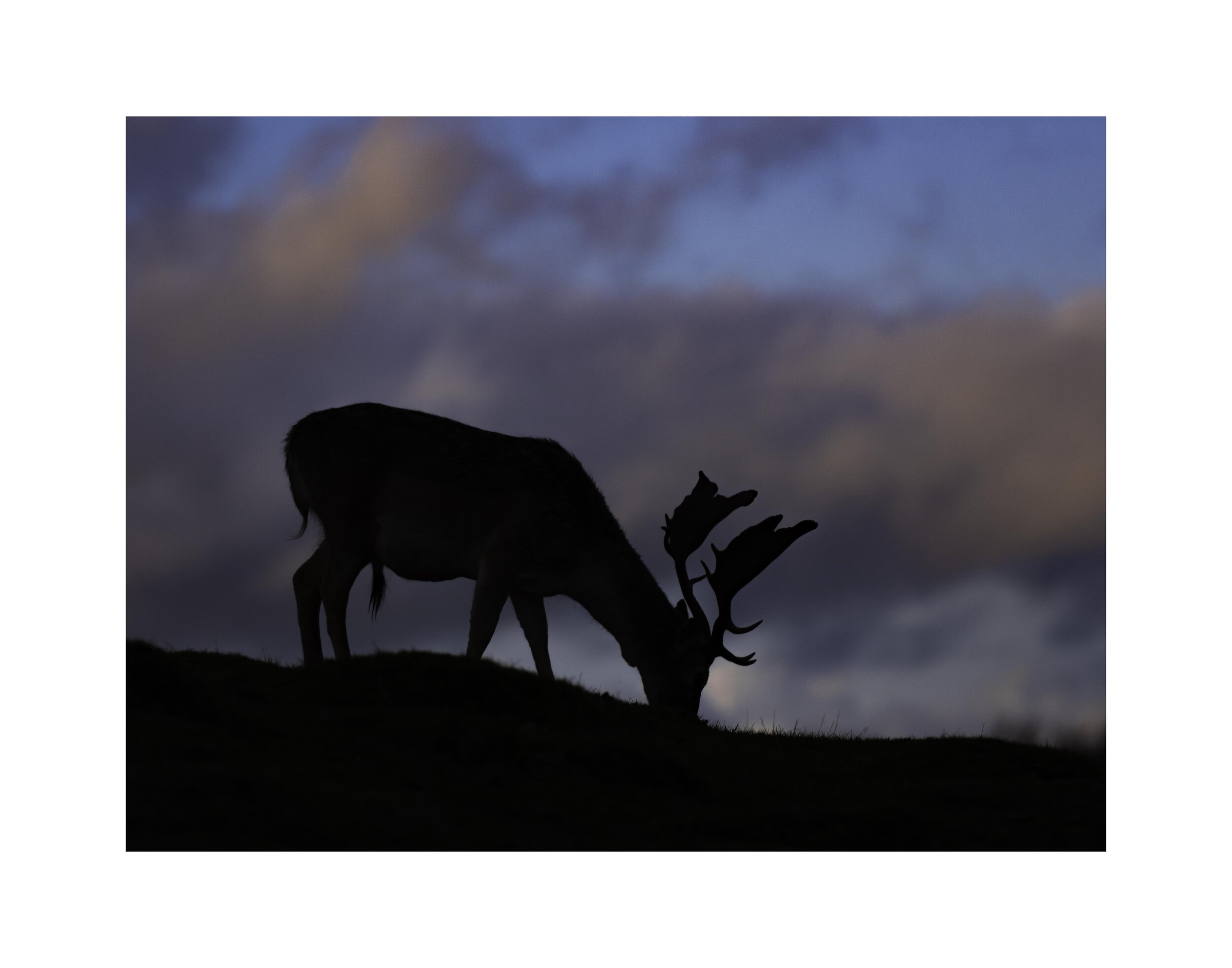 fallow buck silhoutte with border.jpg