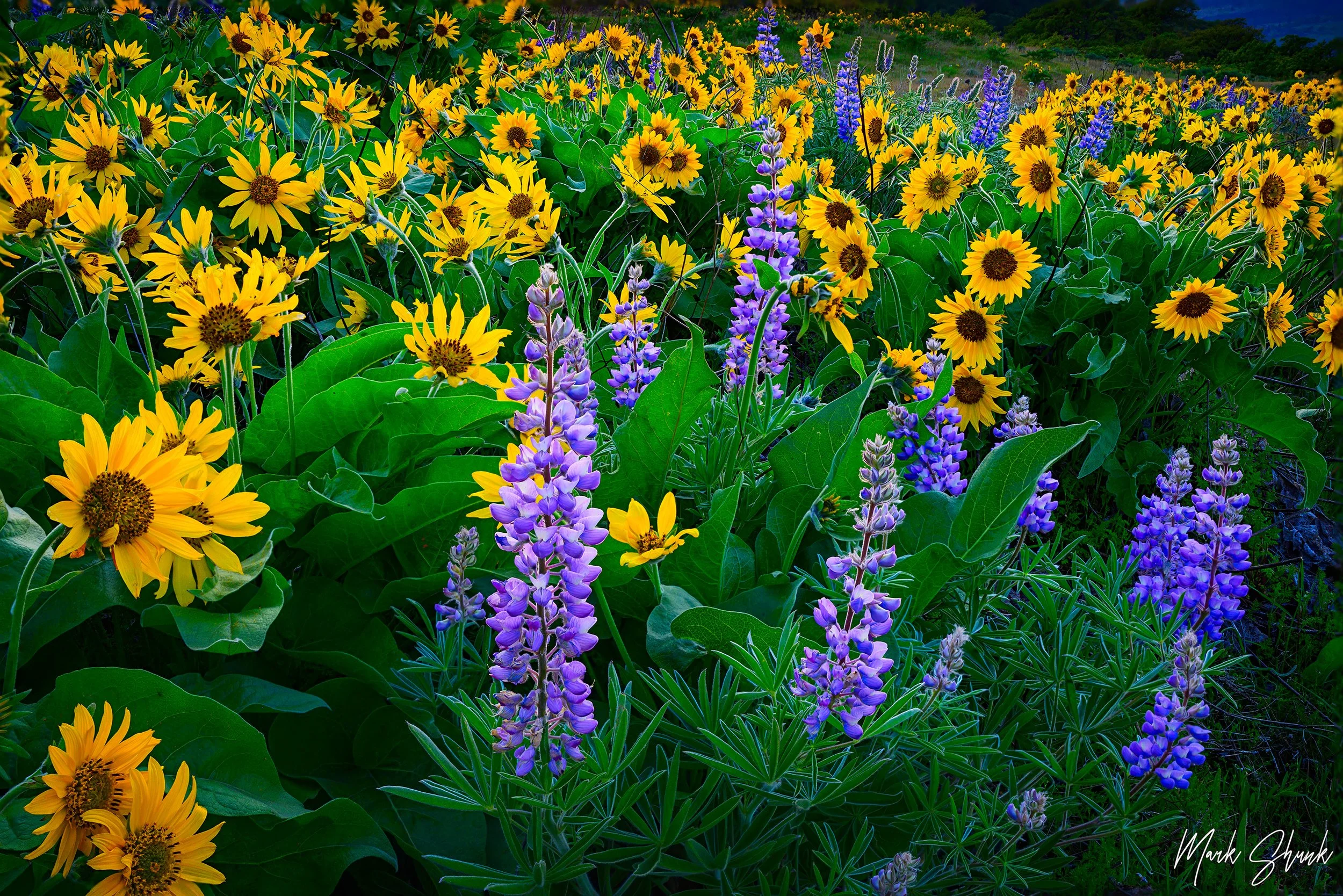 Lupine and Balsamroot