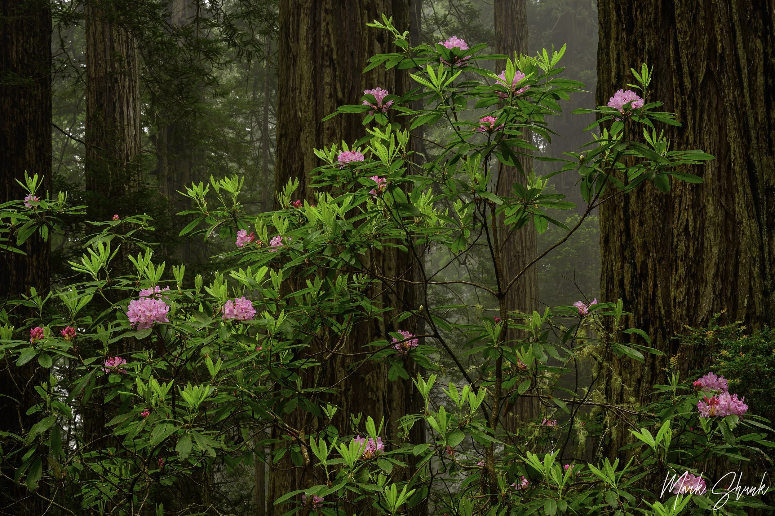 Rododendron and Redwoods