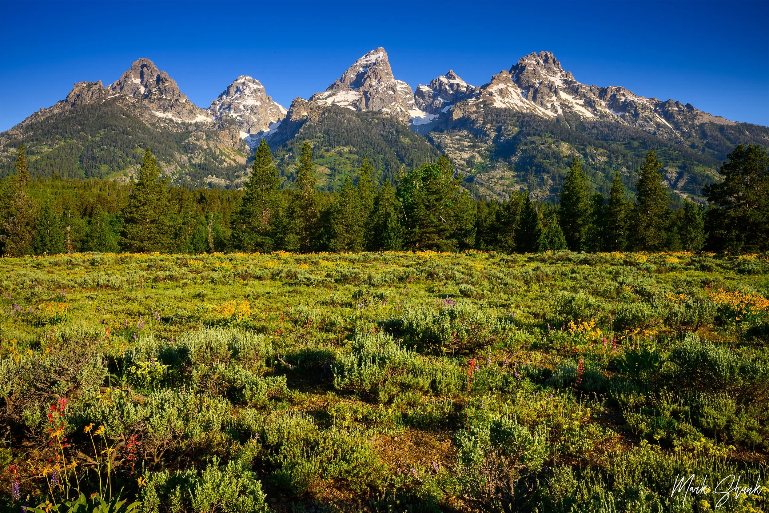 Tetons and Wildflowers