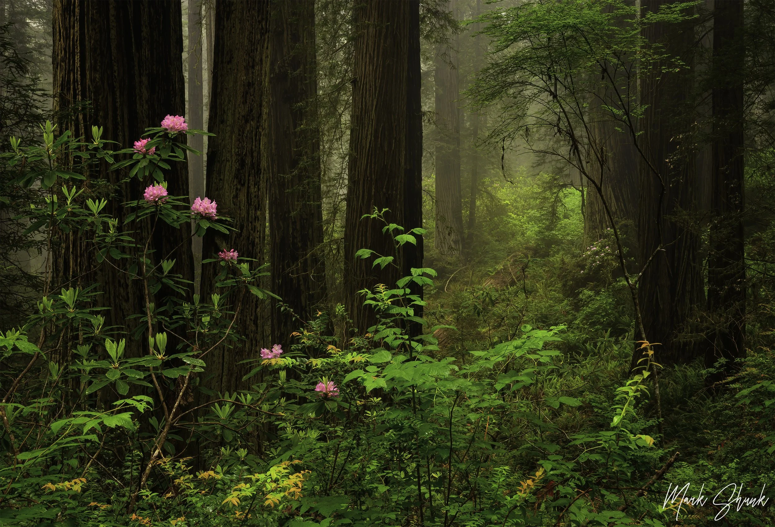 Redwoods Morning Fog