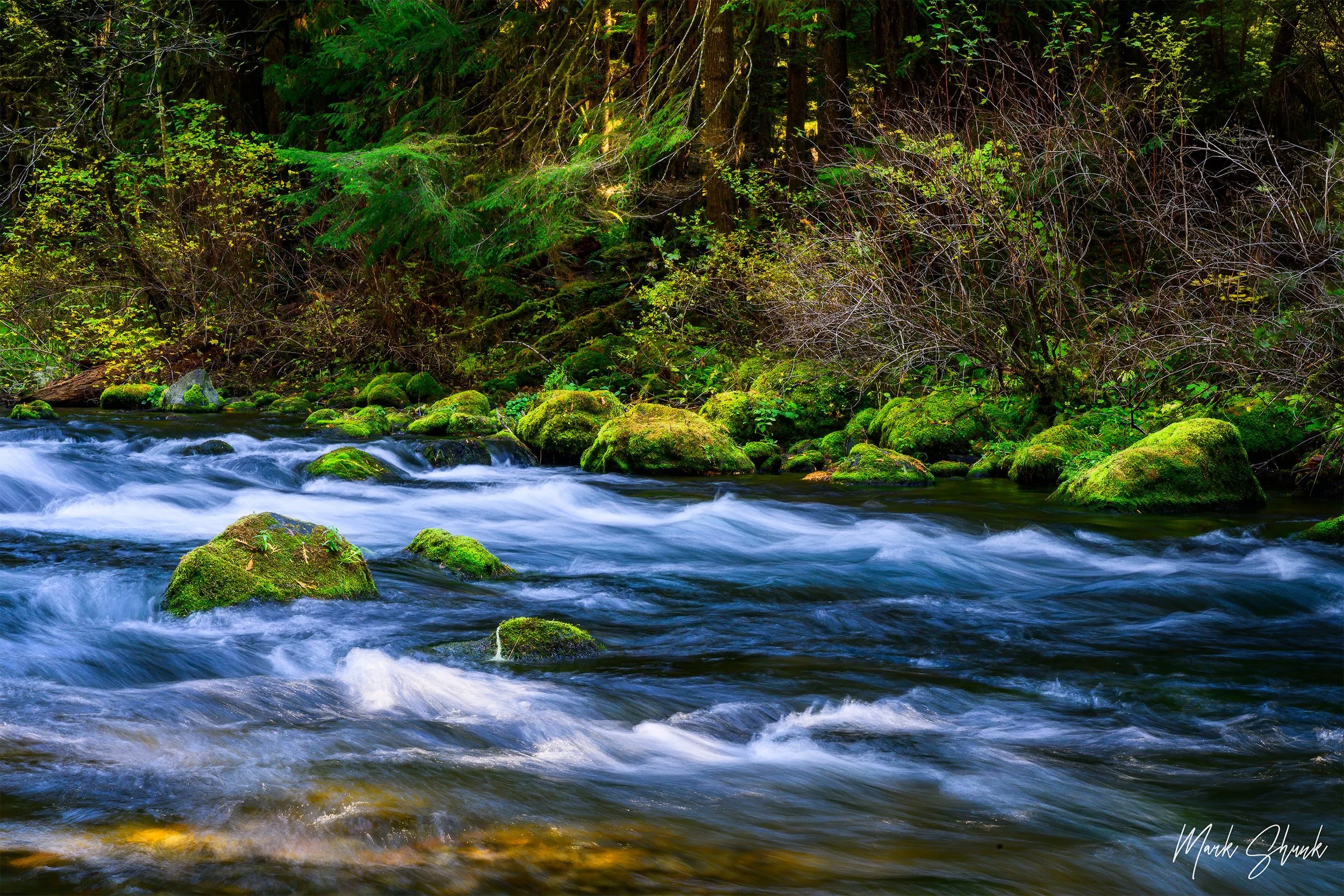 McKenzie River Morning