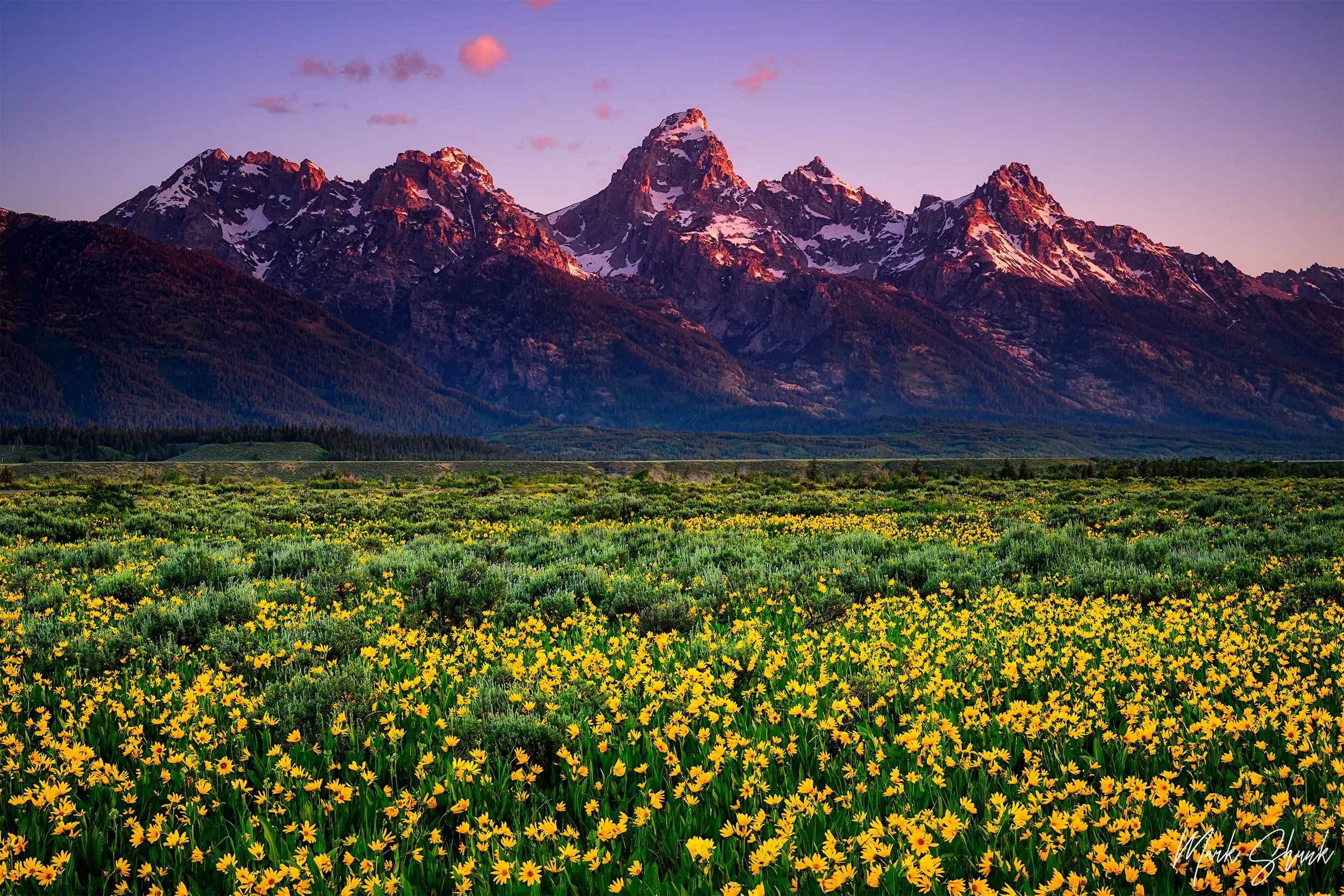 Tetons with Arnica Field