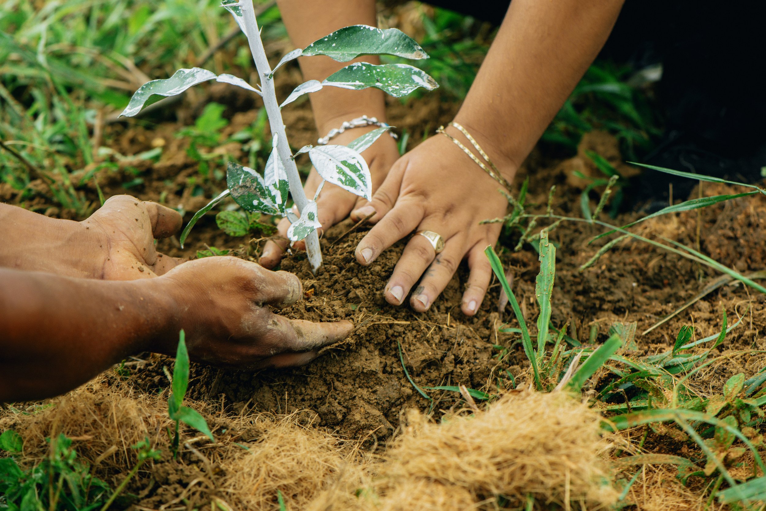 Our Impact — Silk Grass Farms, Belize