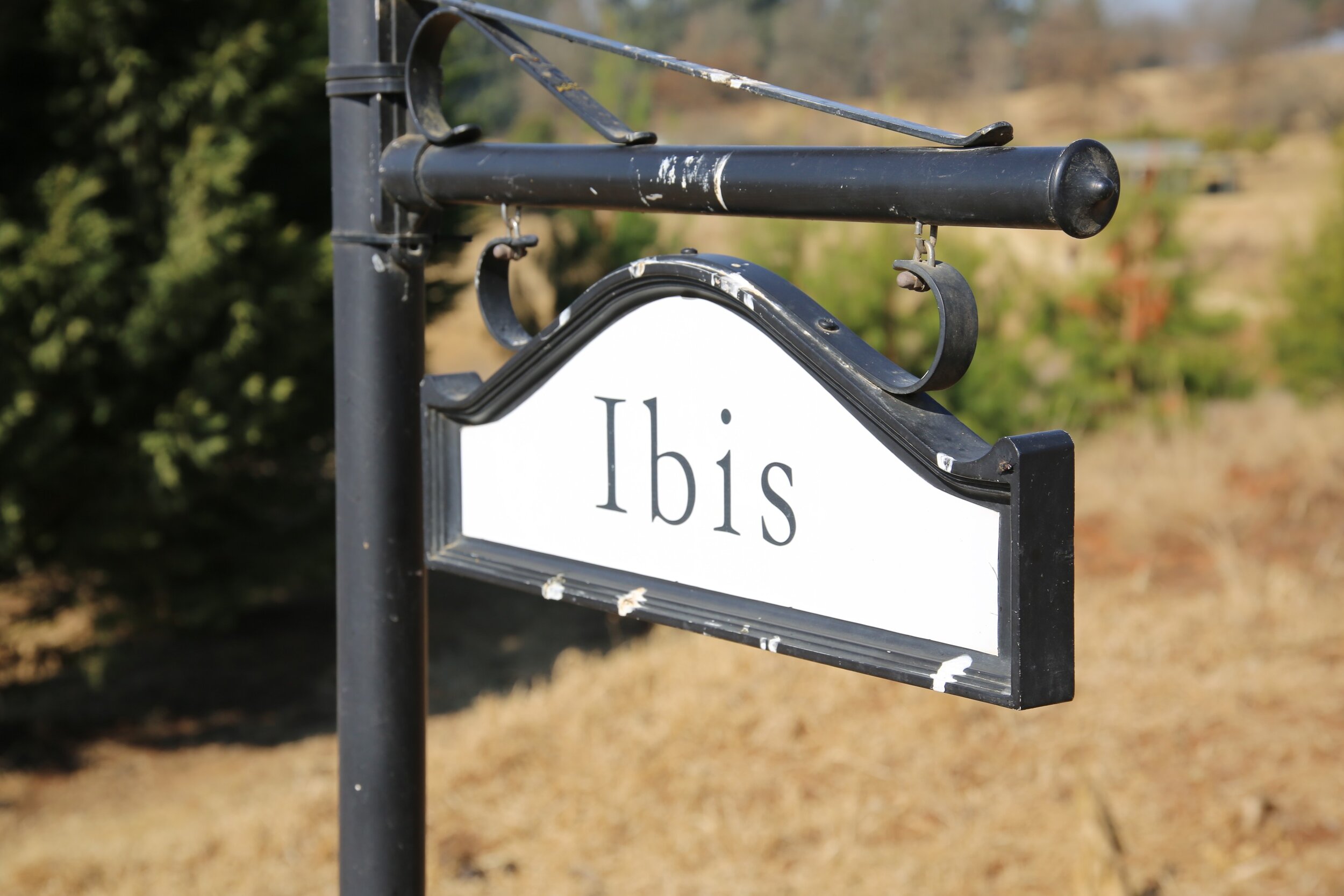 Street sign with the word "Ibis" on it, attached to a black metal pole outdoors with trees and dry grass in the background.