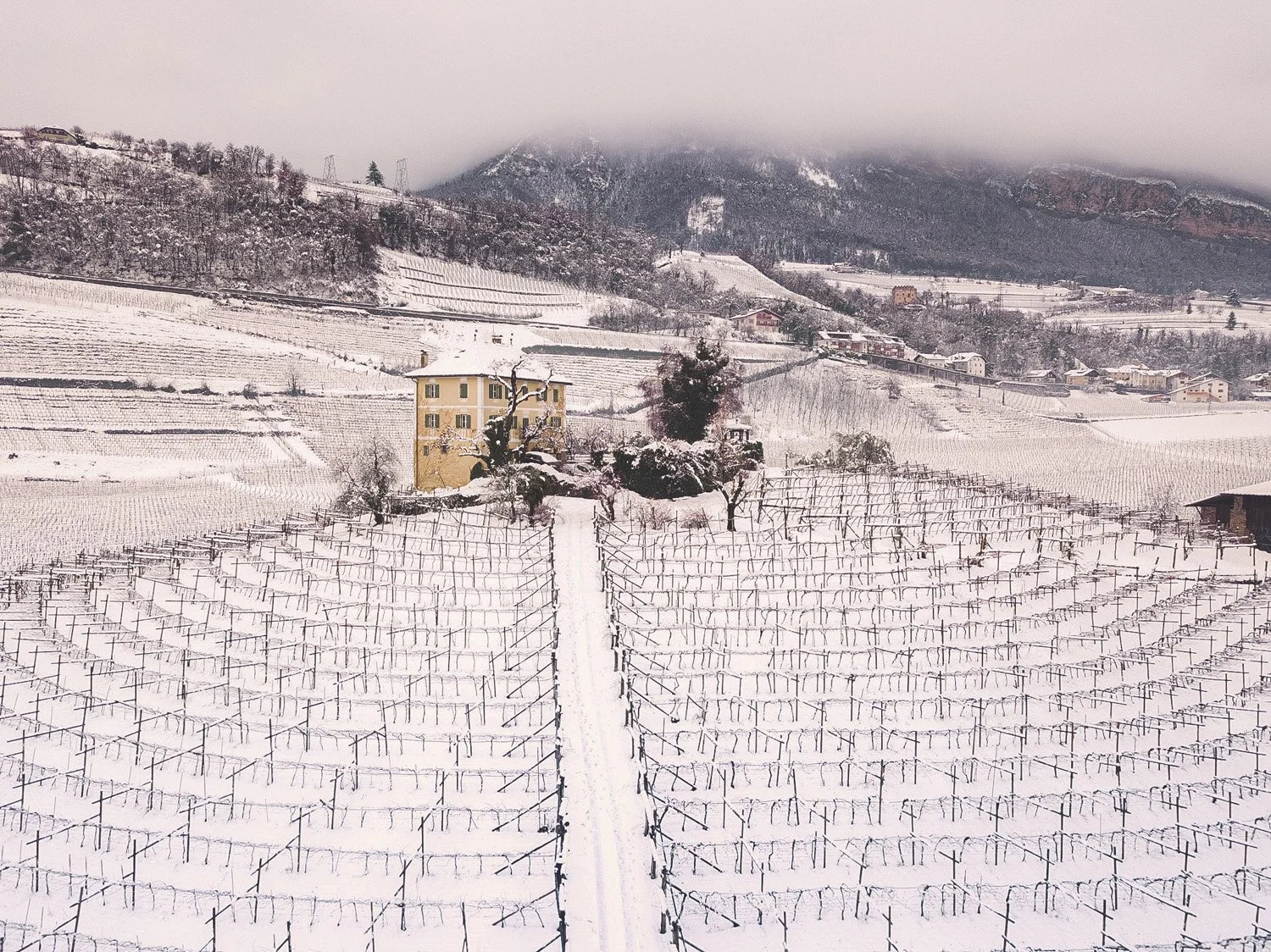 Winter in the Vineyard