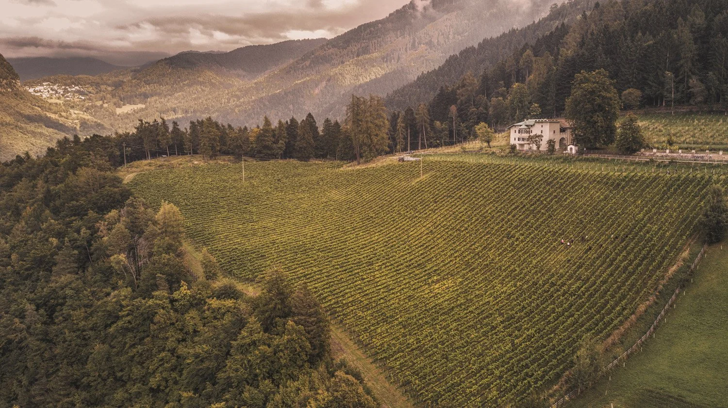 Biodynamic Spring in the Vineyards of South Tyrol