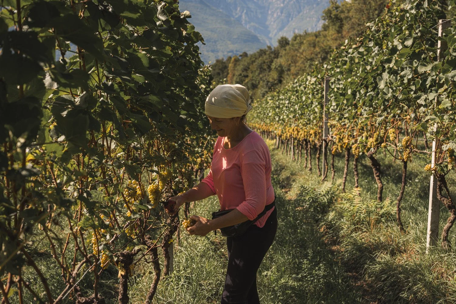 Conversations About Wine, Farming &amp; Reality – Our 2025 Podcast Episodes