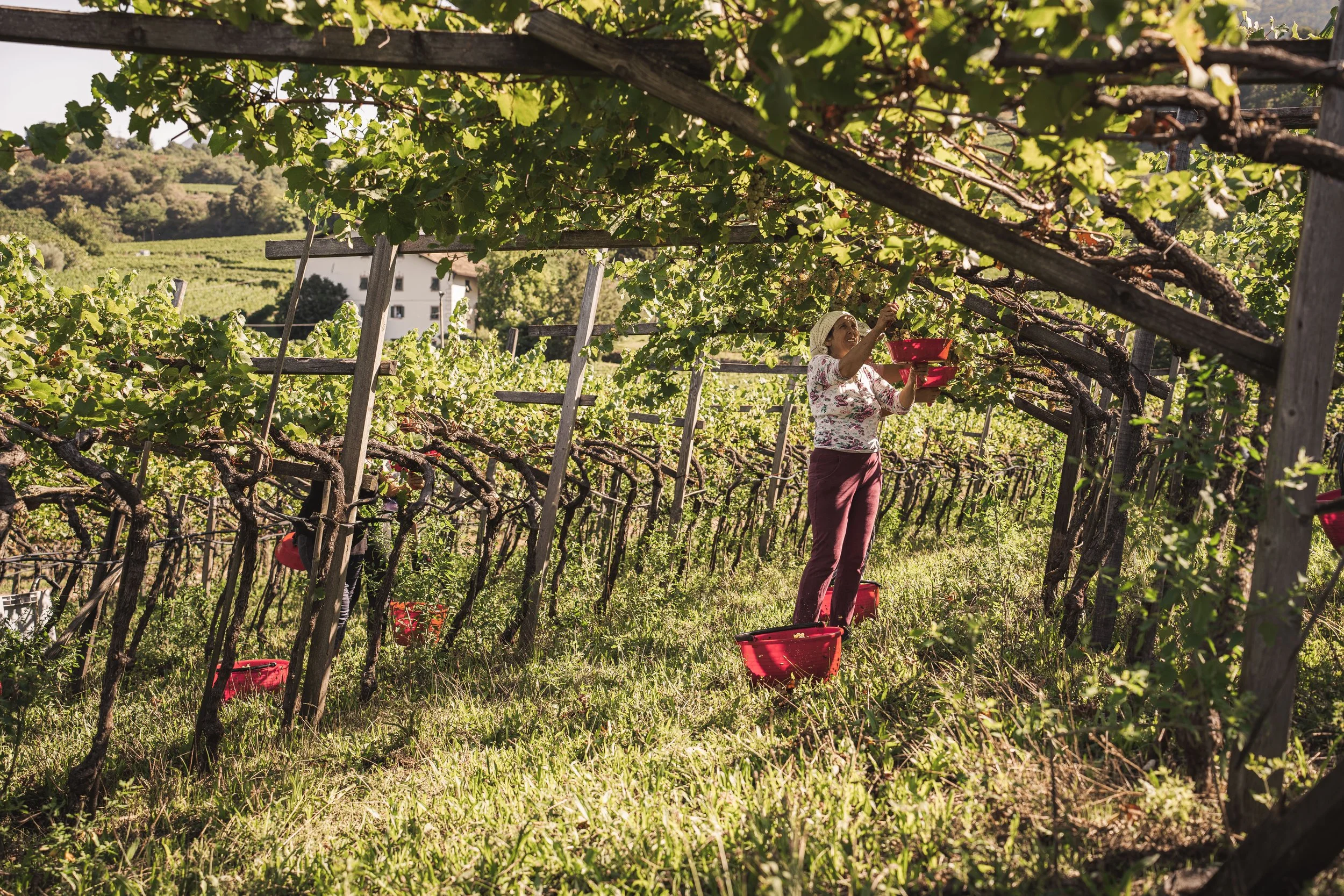 Harvest 2026 at Baron Longo: An Early Vintage and New Life on the Estate