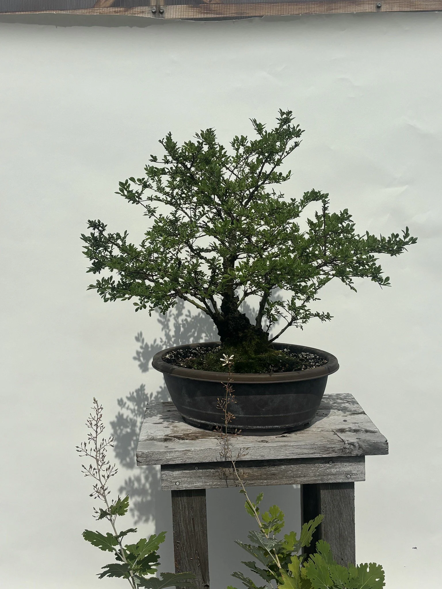CHINESE ELM 1.jpg