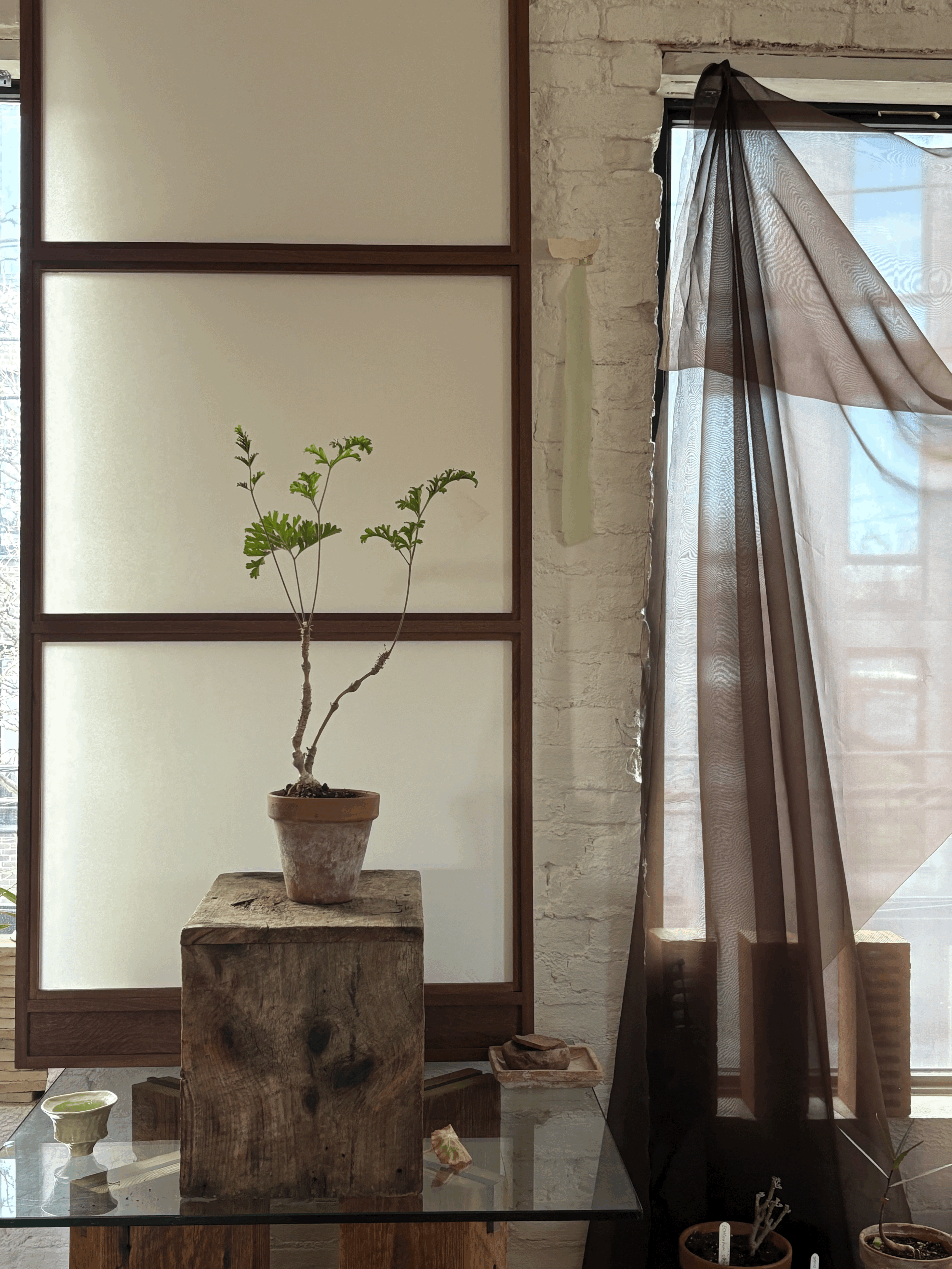 PELARGONIUM RUTACEUM