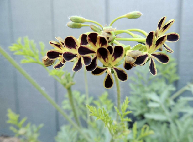 Screenshot 2025-12-11 at 10.35.30 AM.png