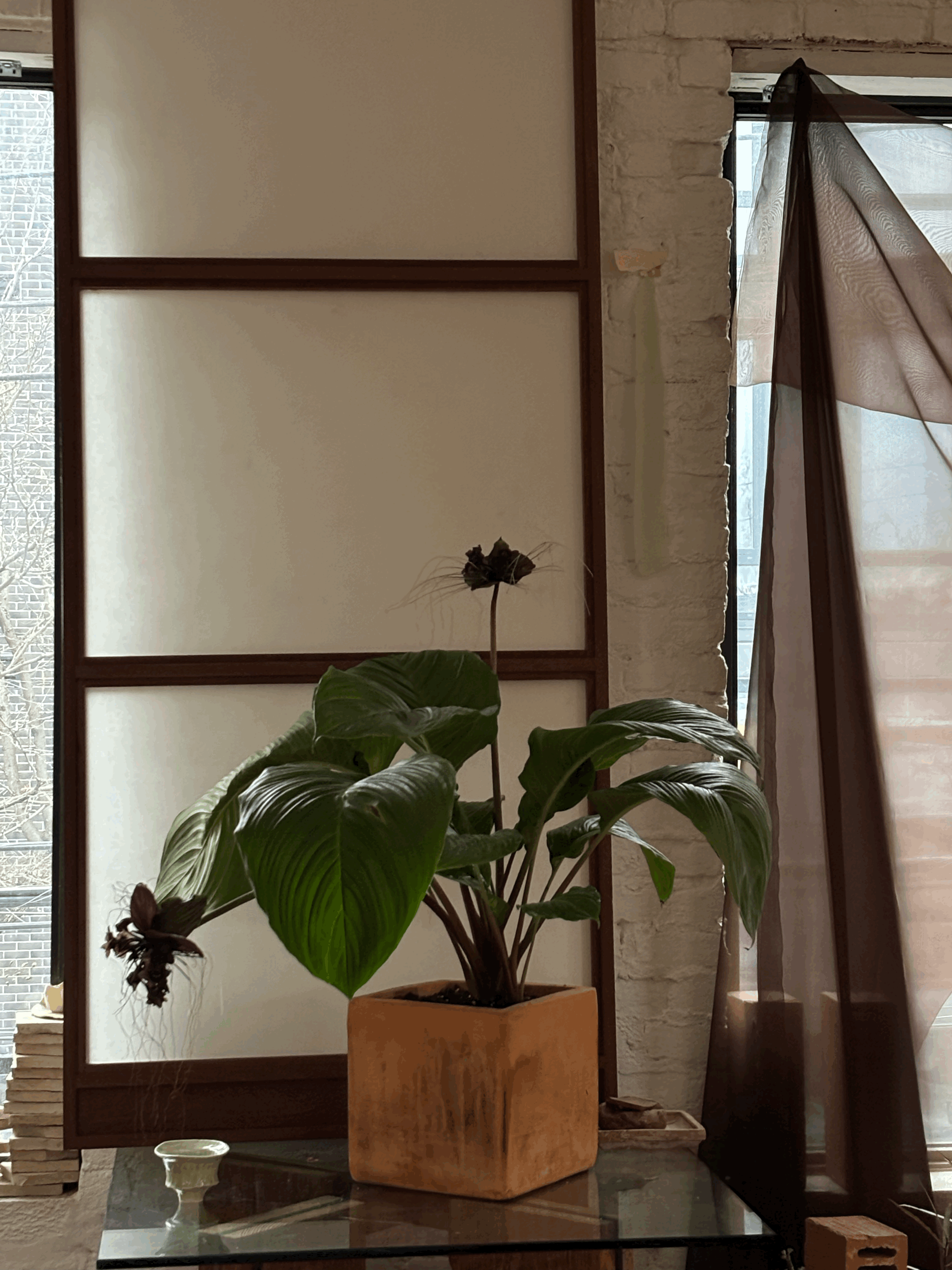 BLACK BAT FLOWER (Tacca chantrieri)