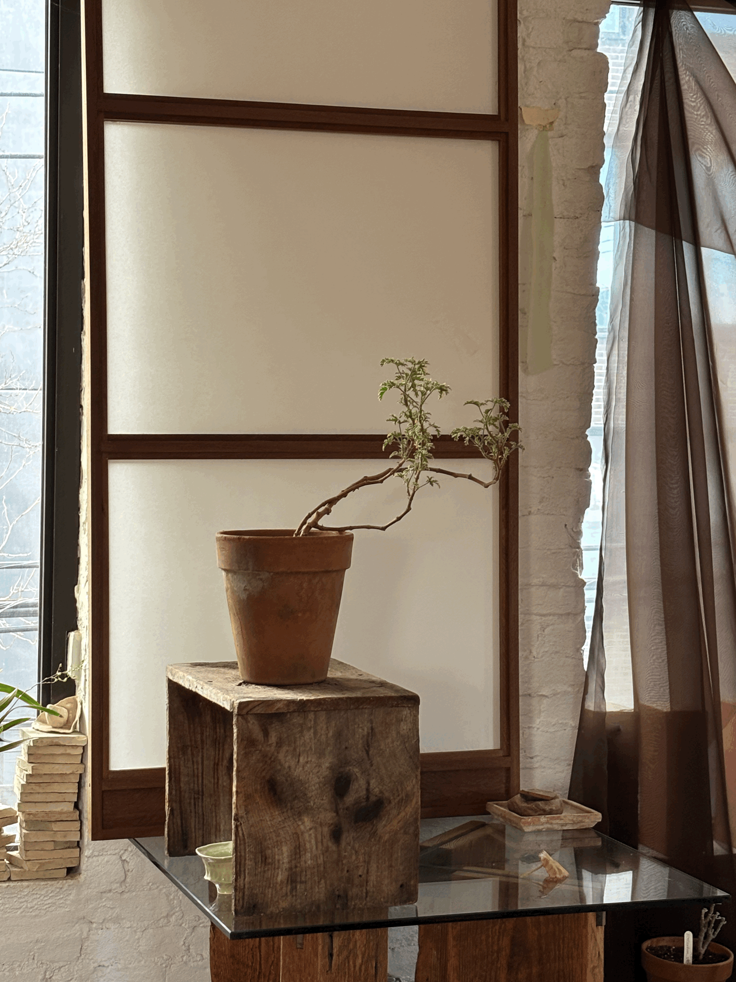 VARIEGATED ROSE MINT SCENTED GERANIUM