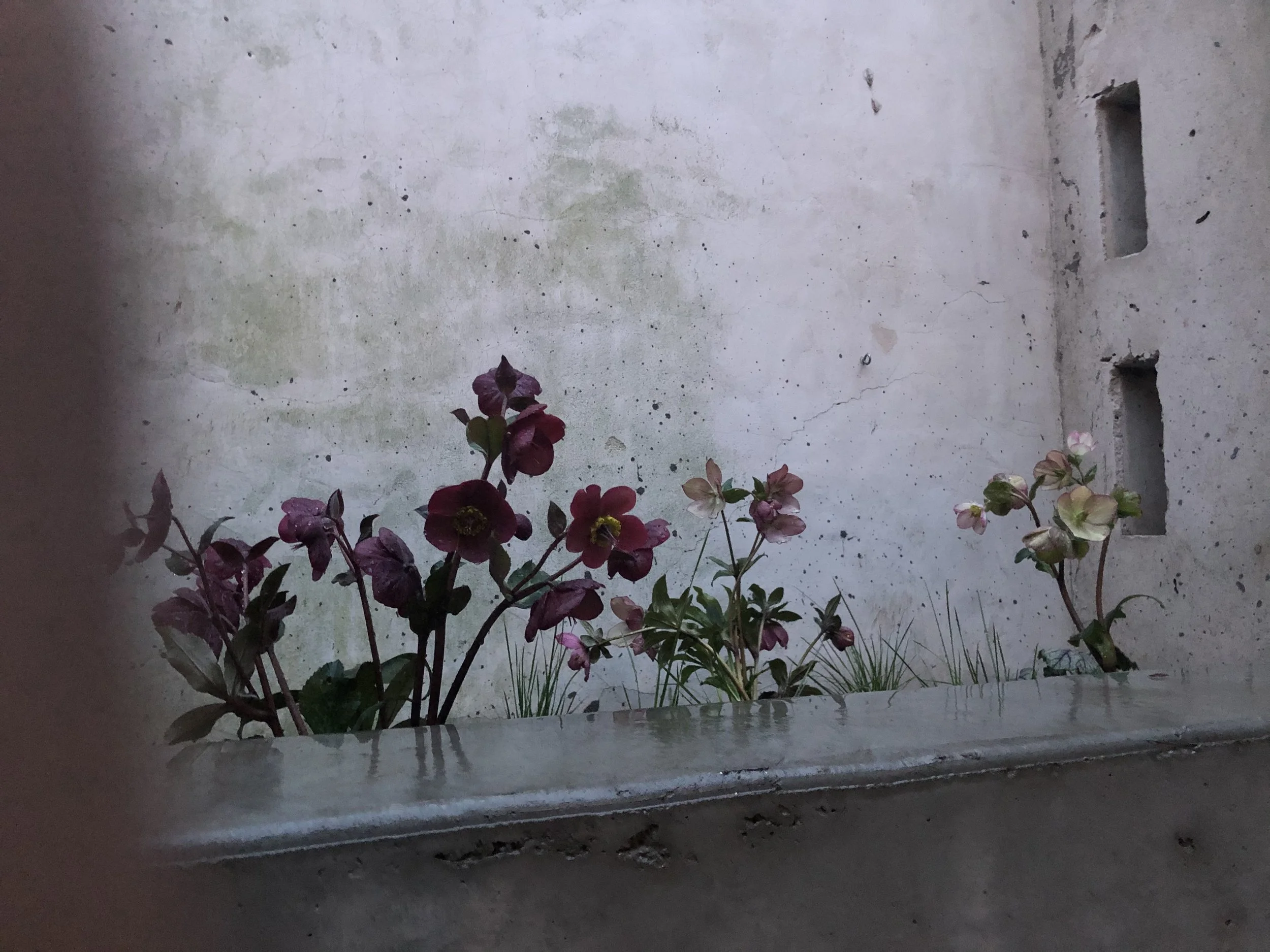 IMG-2767.jpg