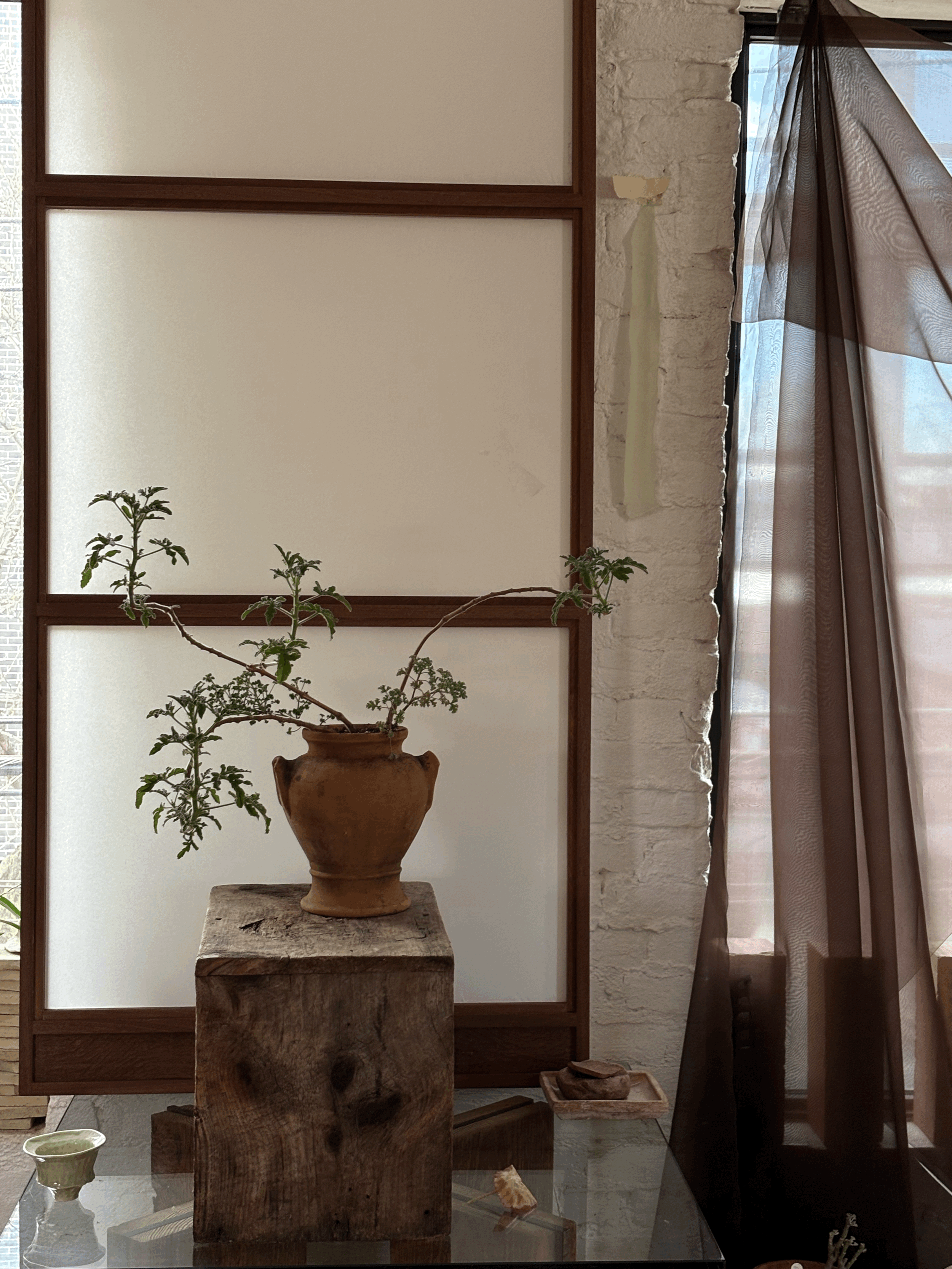 PELARGONIUM BOUQUET: CRISPUM, ROSE & CINNAMON SCENTED