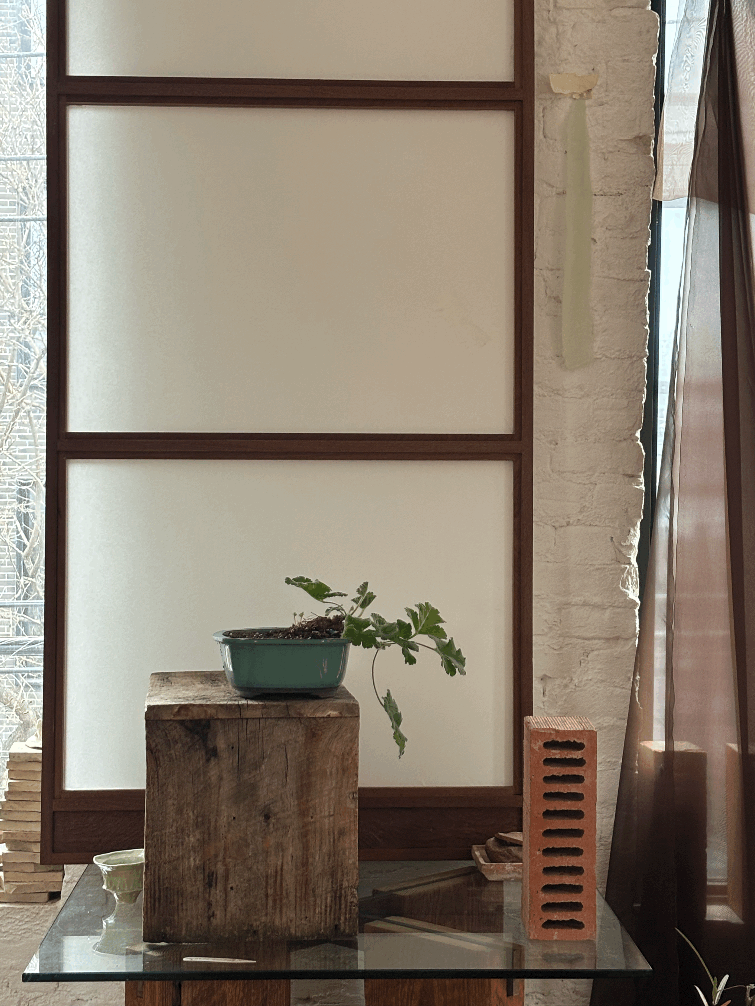 PELARGONIUM SOWETO SUNRISE