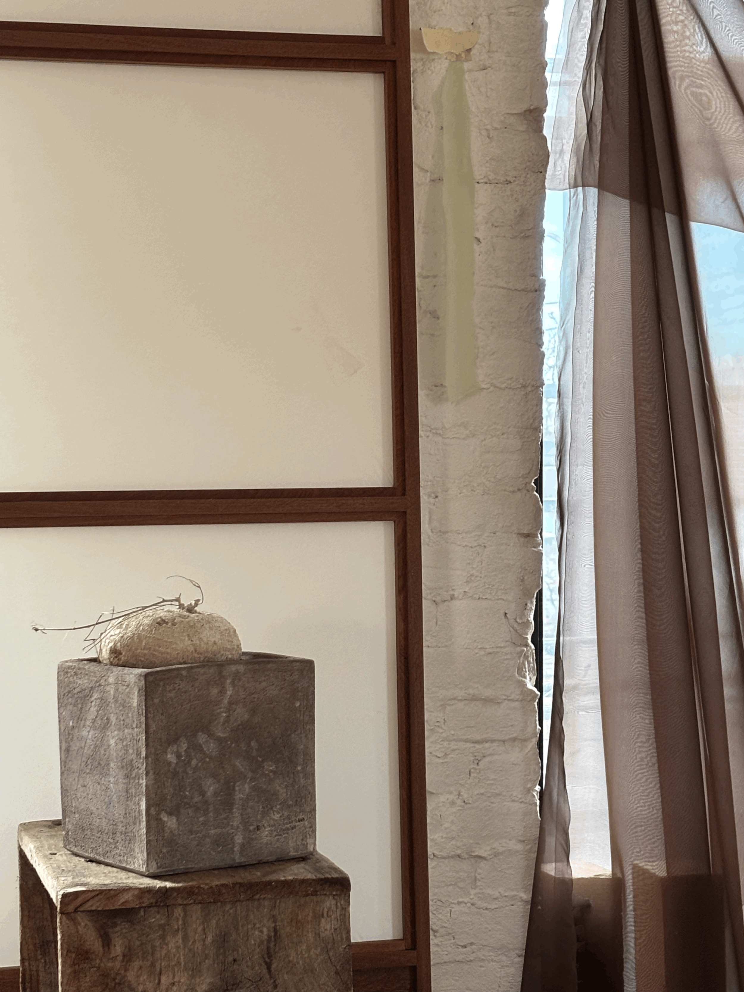 IBERVILLEA LINDHEIMERI