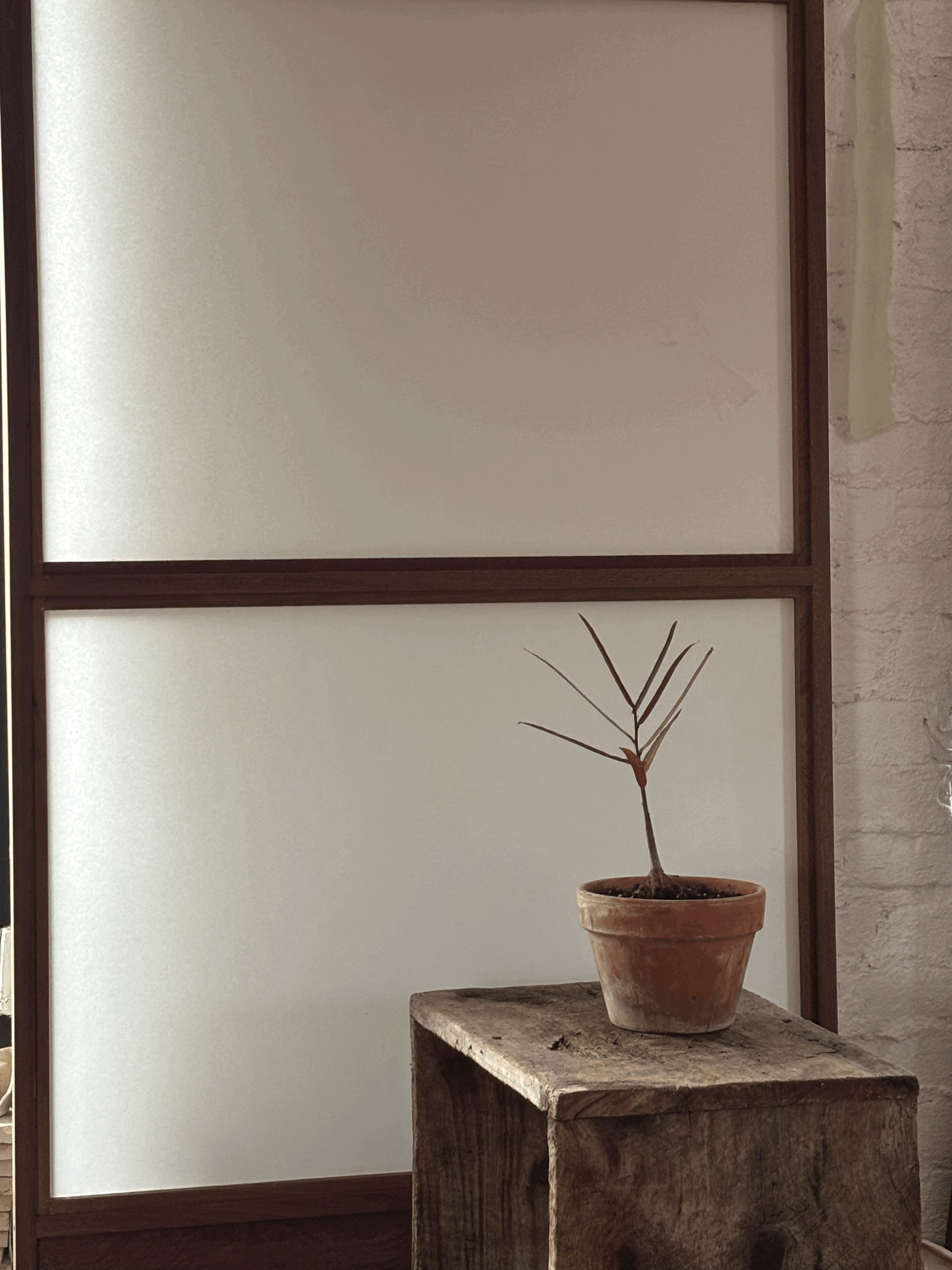 BOTTLE TREE SAPLING 1 (Brachychiton rupestris)