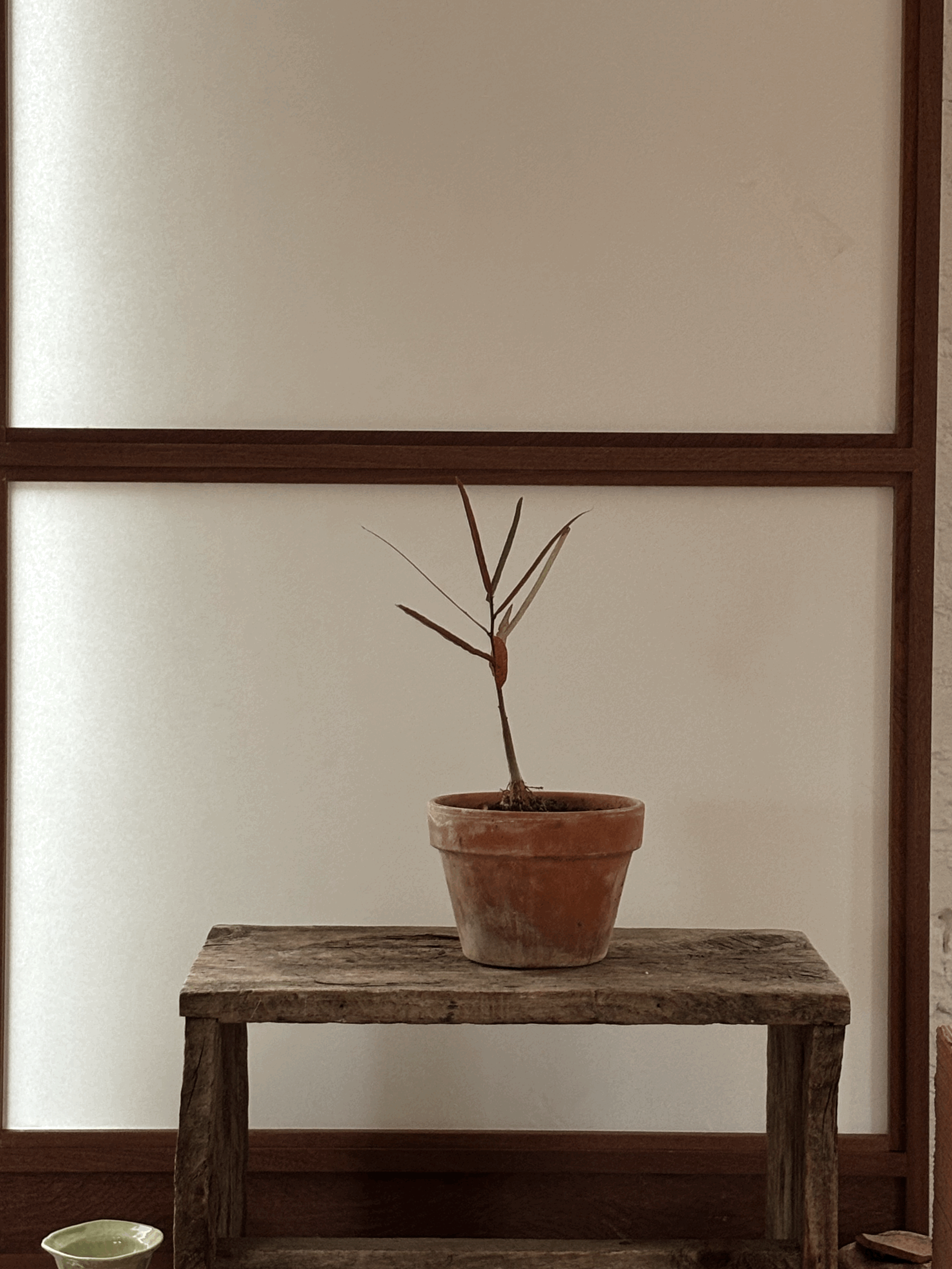 BOTTLE TREE SAPLING 3 (Brachychiton rupestris)