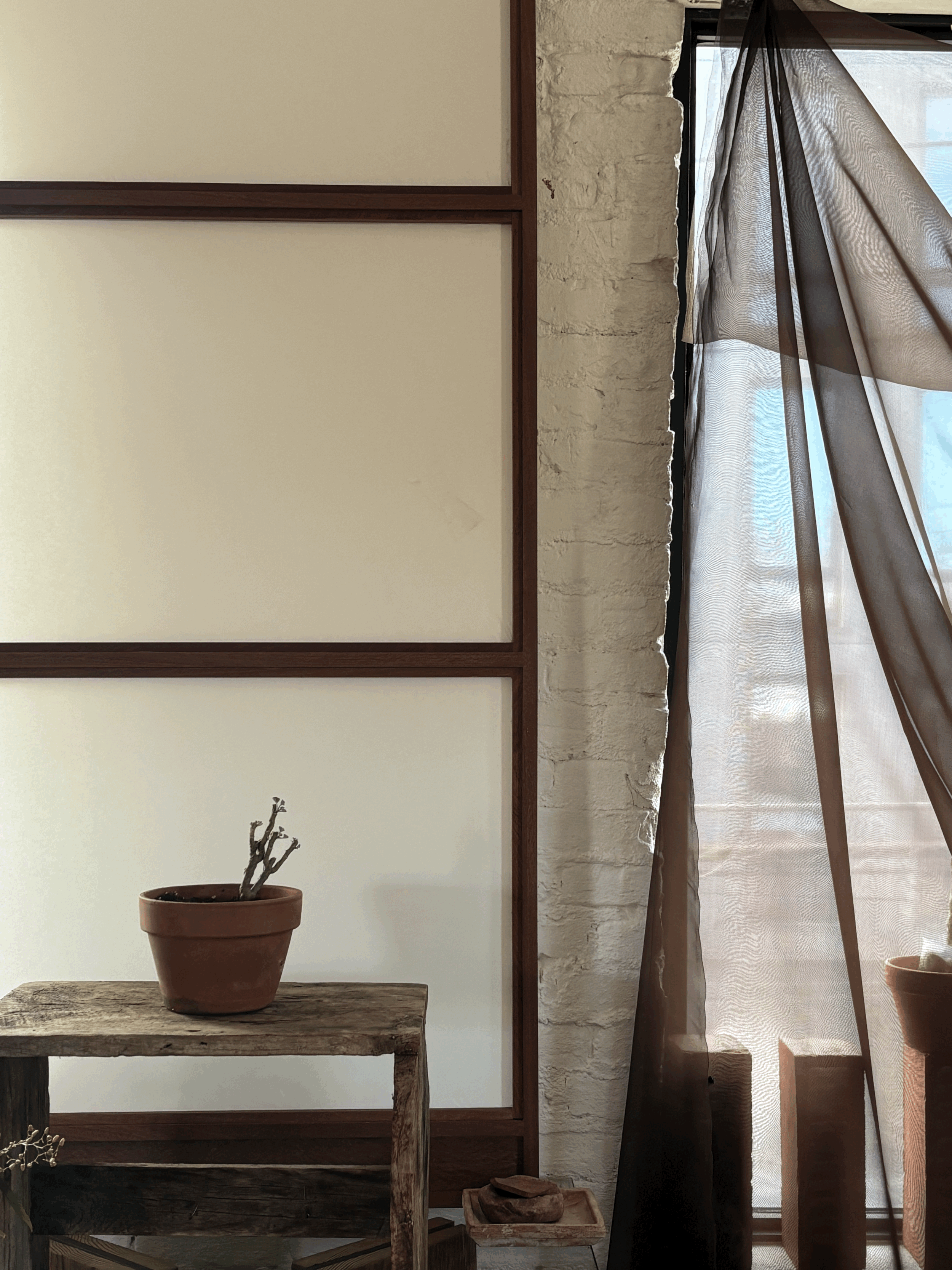 PELARGONIUM ECHINATUM