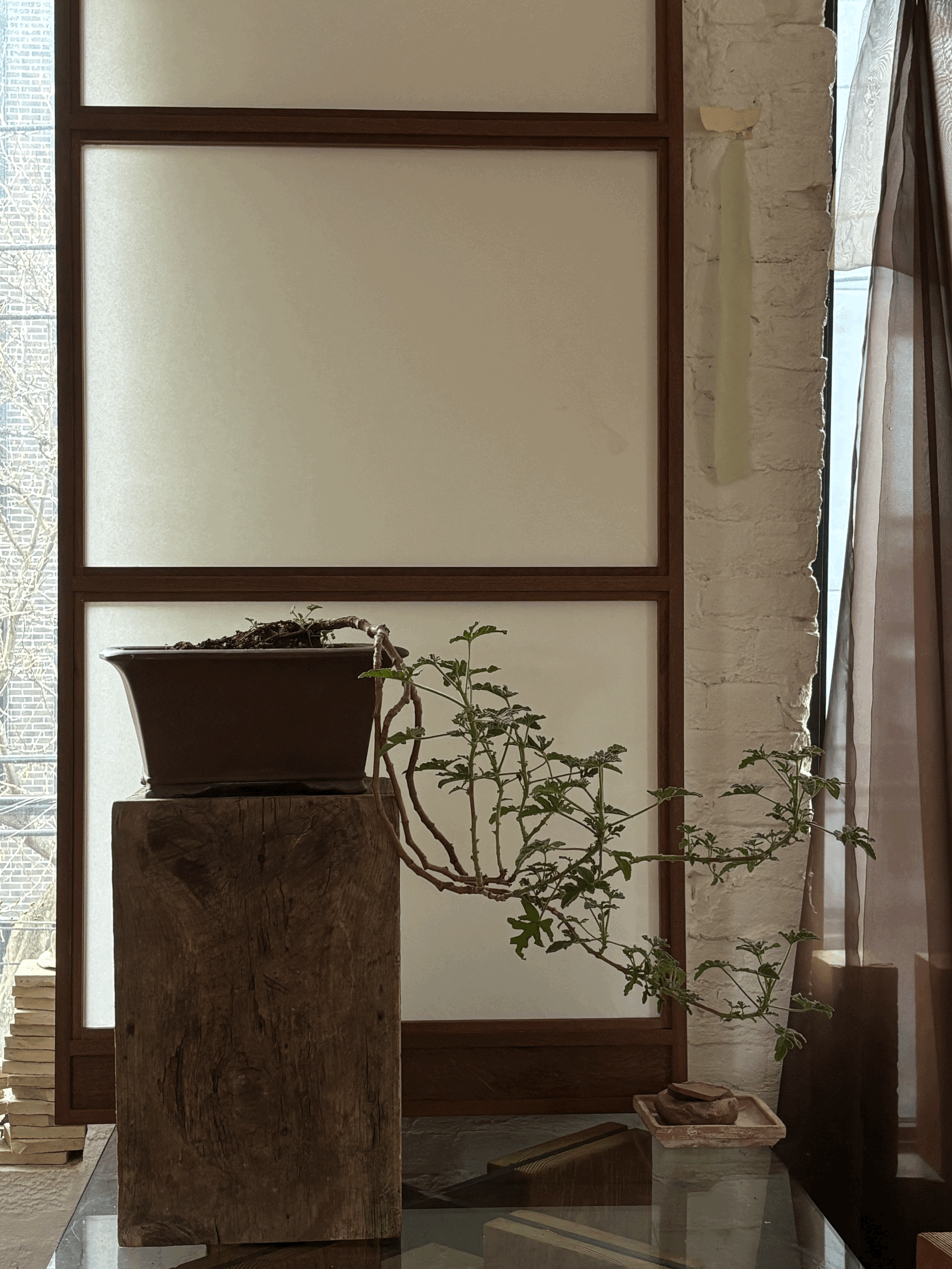 OLD FASHIONED ROSE GERANIUM