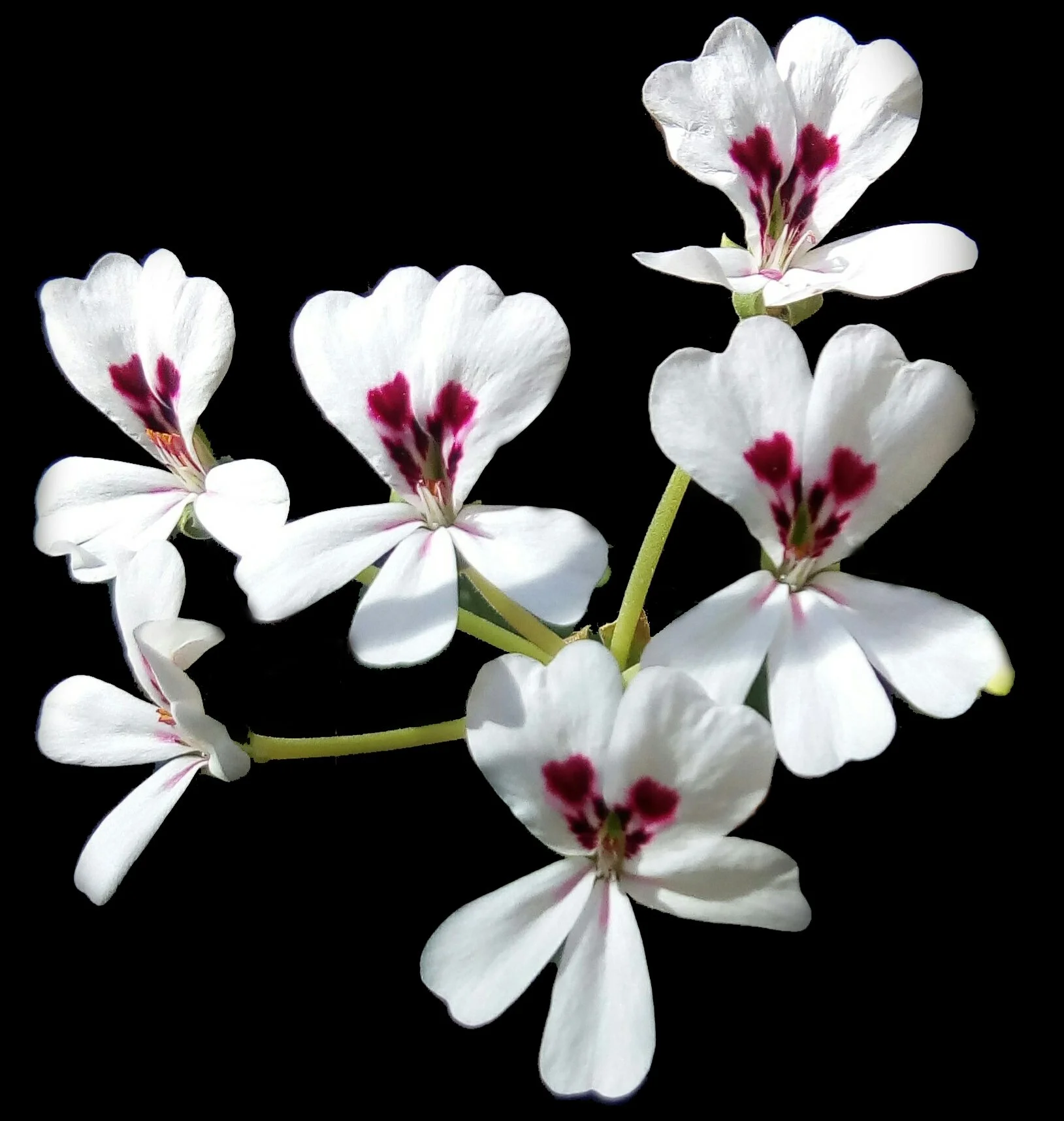 pelargonium-echinatum-pic-black-background.jpg