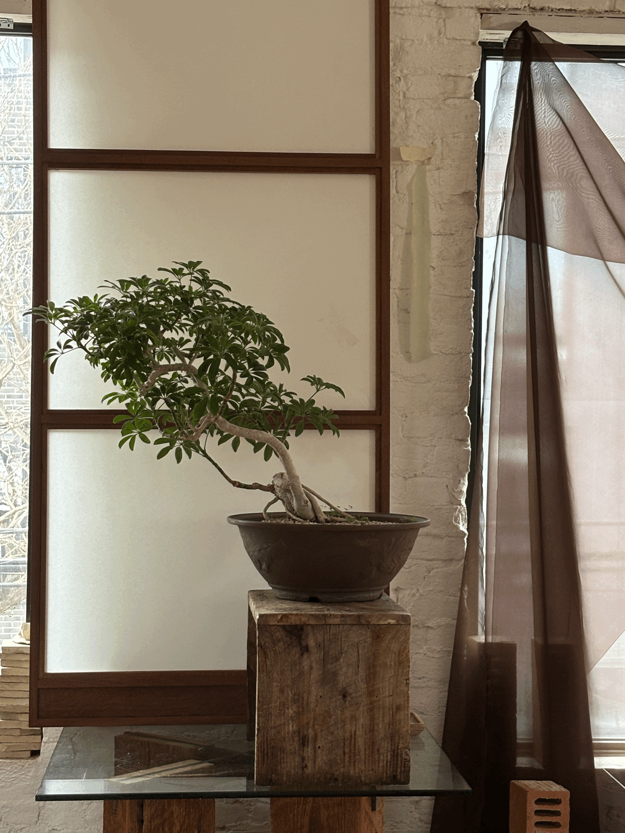 SCHEFFLERA ARBORICOLA