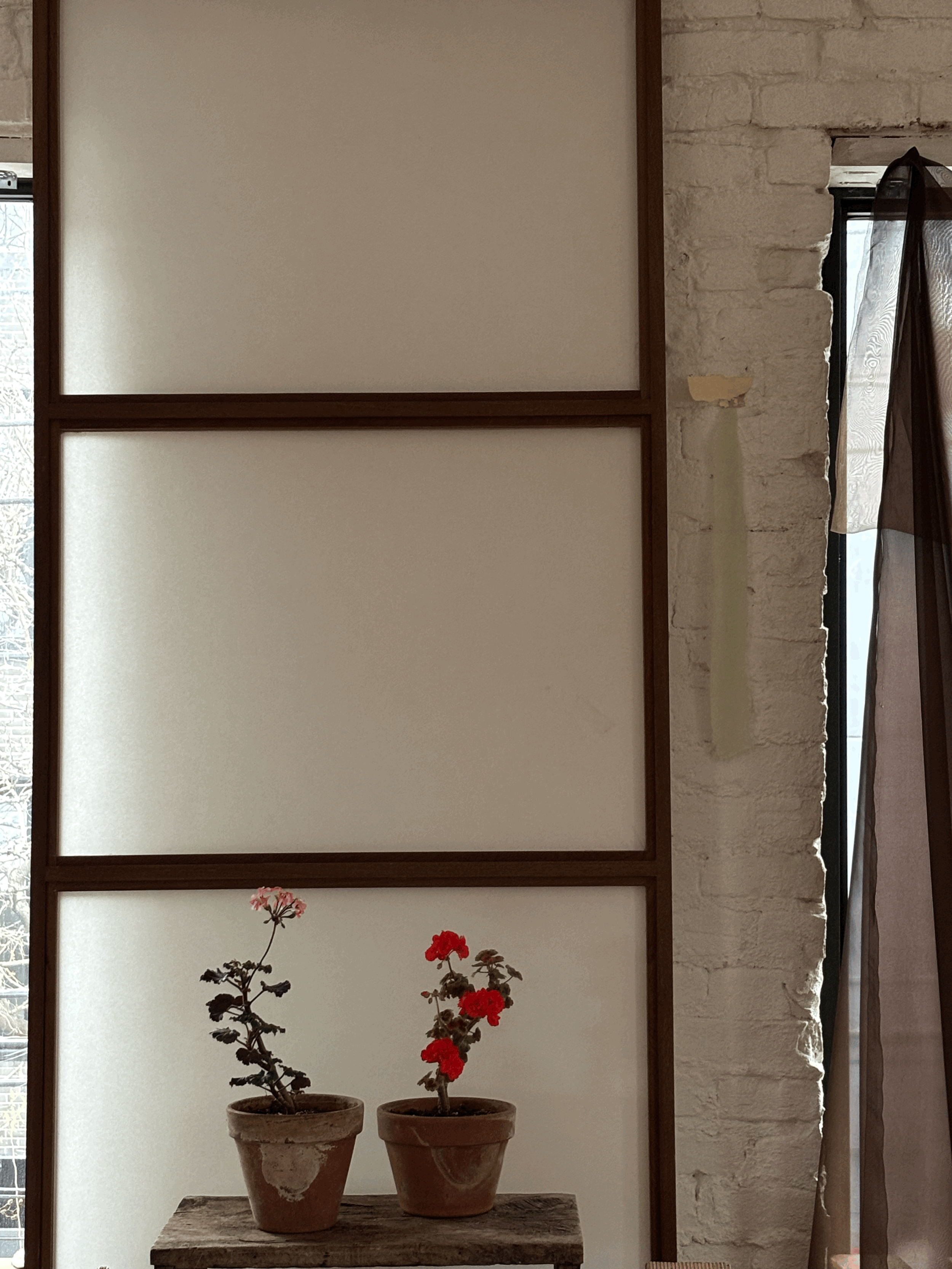 PELARGONIUM GROSSERSORTEN & BROCADE FIRE