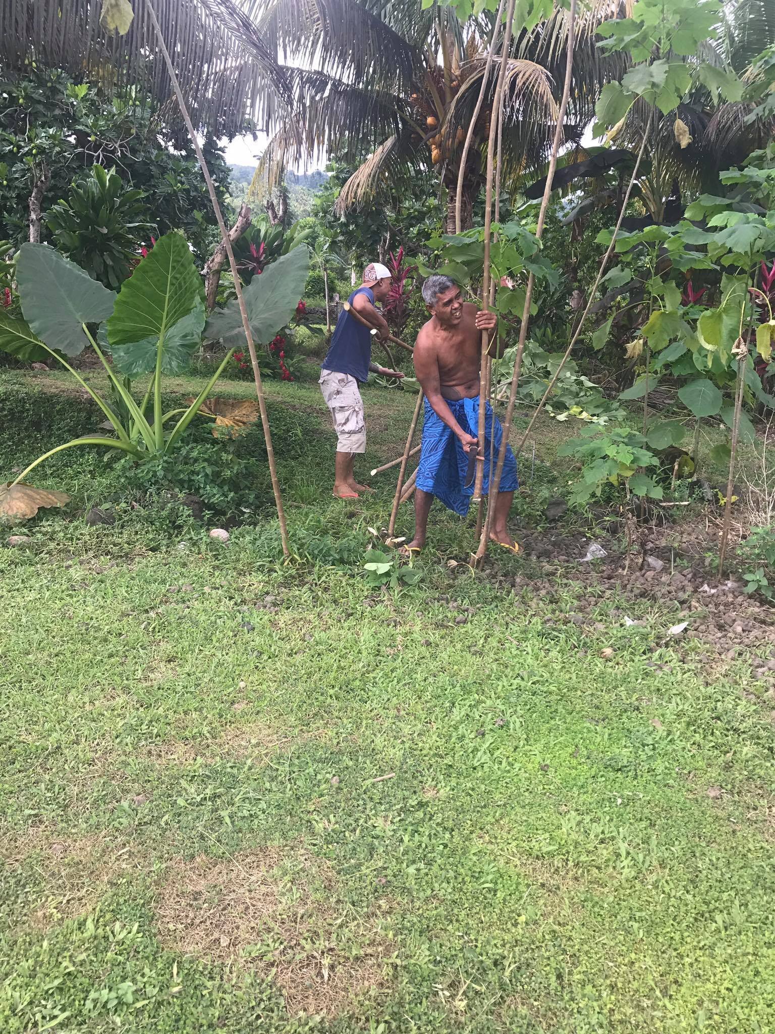 Harvesting lau uʻa