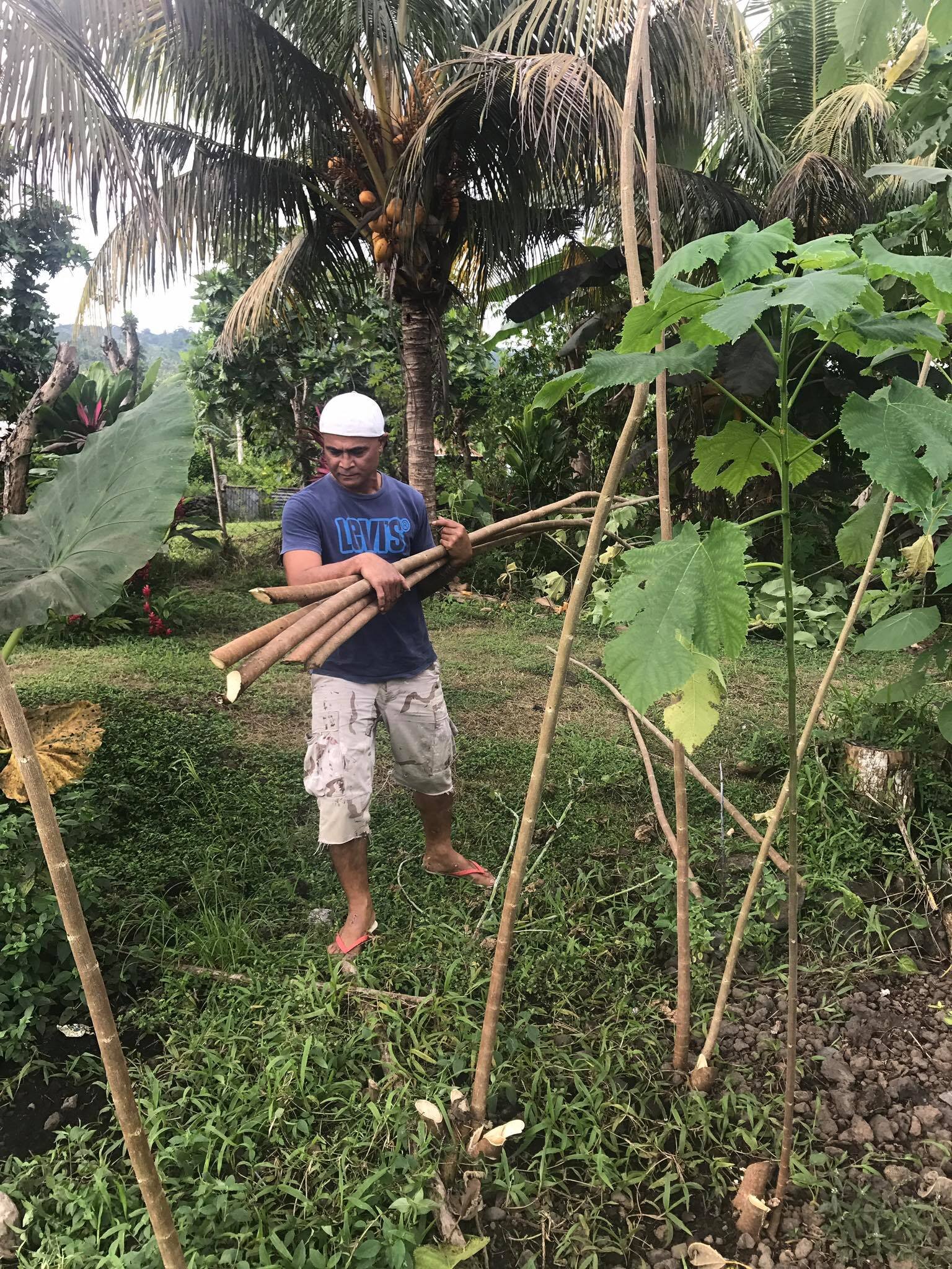Harvesting lau uʻa