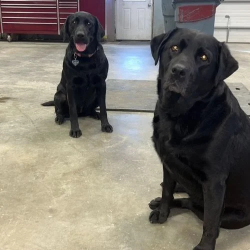 Shop Dogs, Dutch &amp; Josey