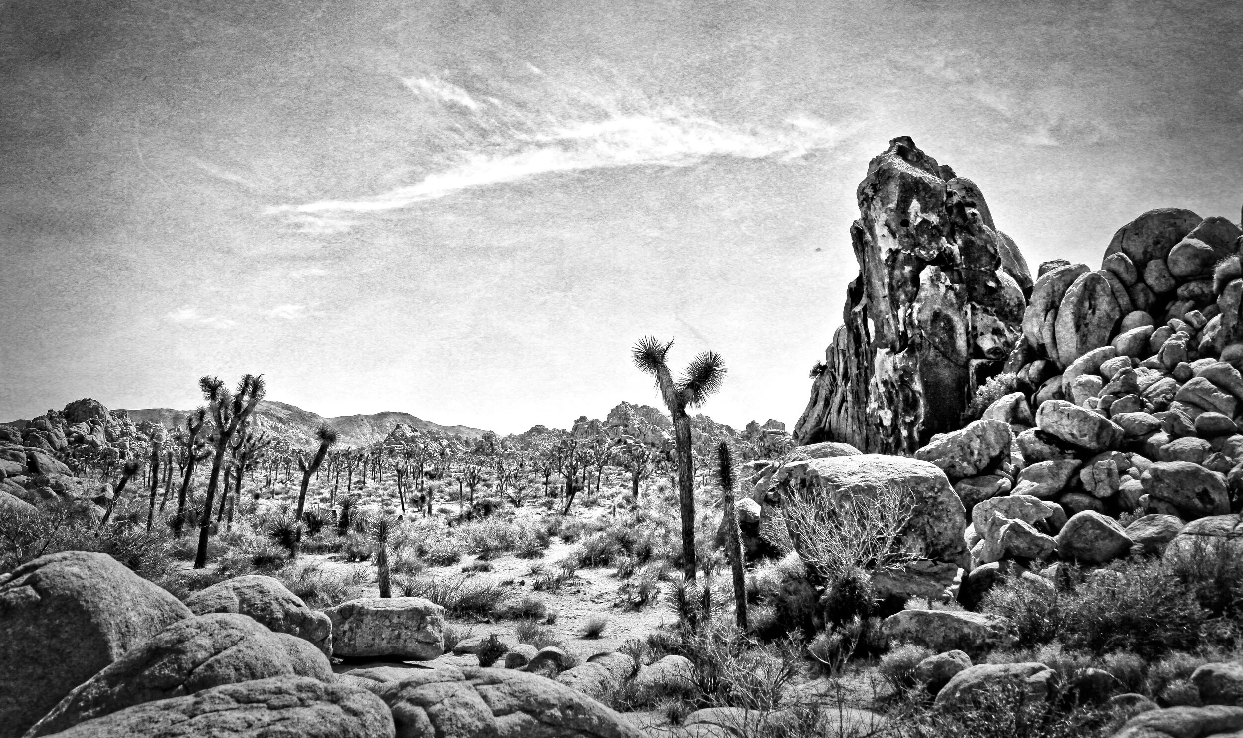 Joshua's Landscape