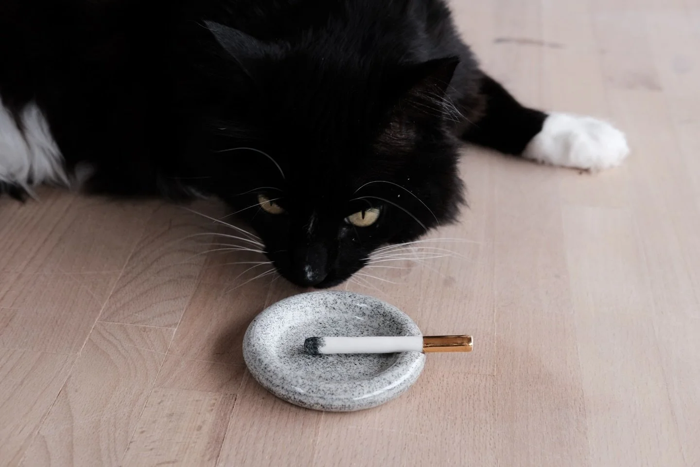 - photo assistant -
Dardoooo 🐾
#fhar #fharstudio #studiocat